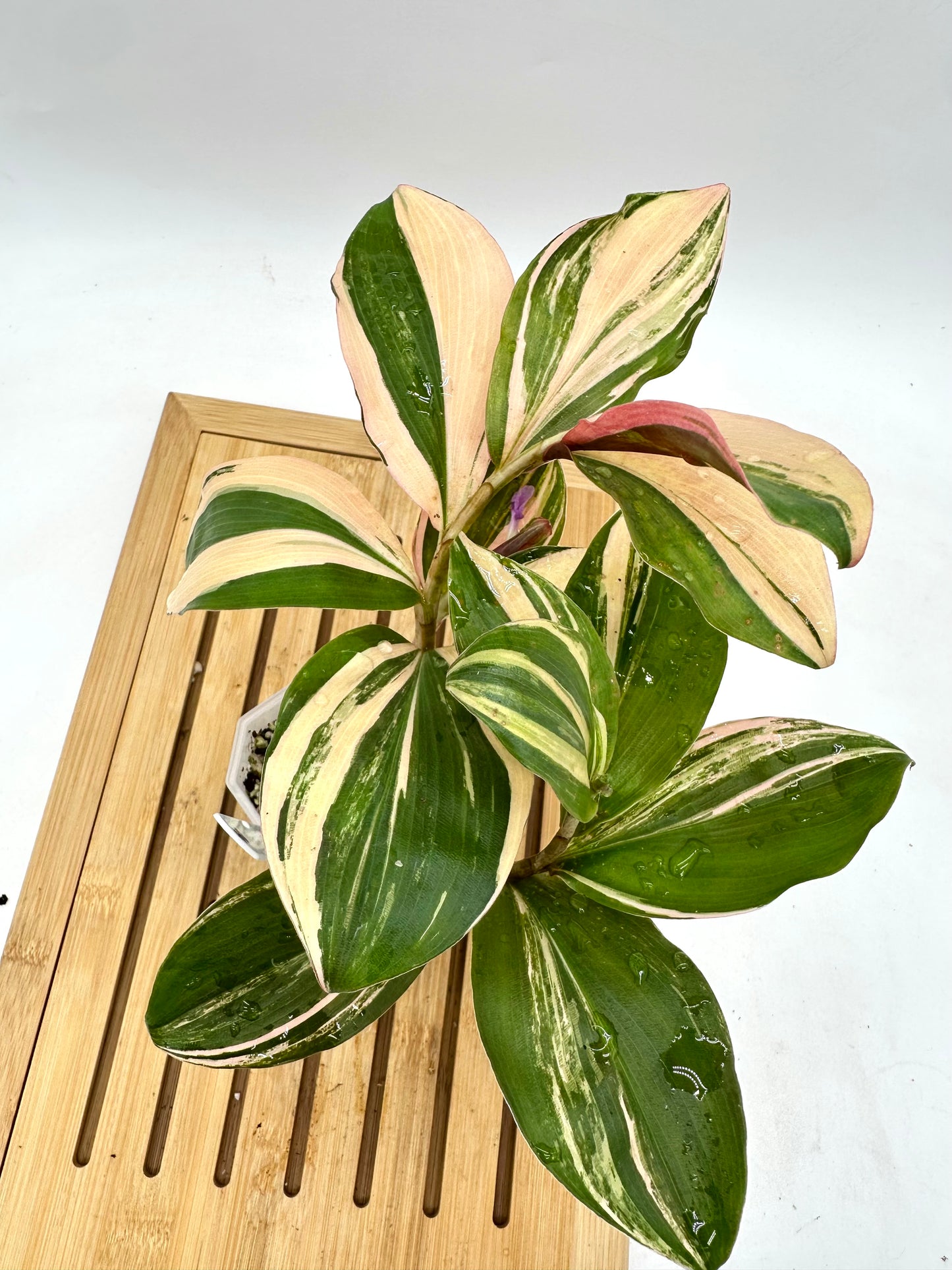 Spiral Ginger - Rare Pink Variegated 🩷