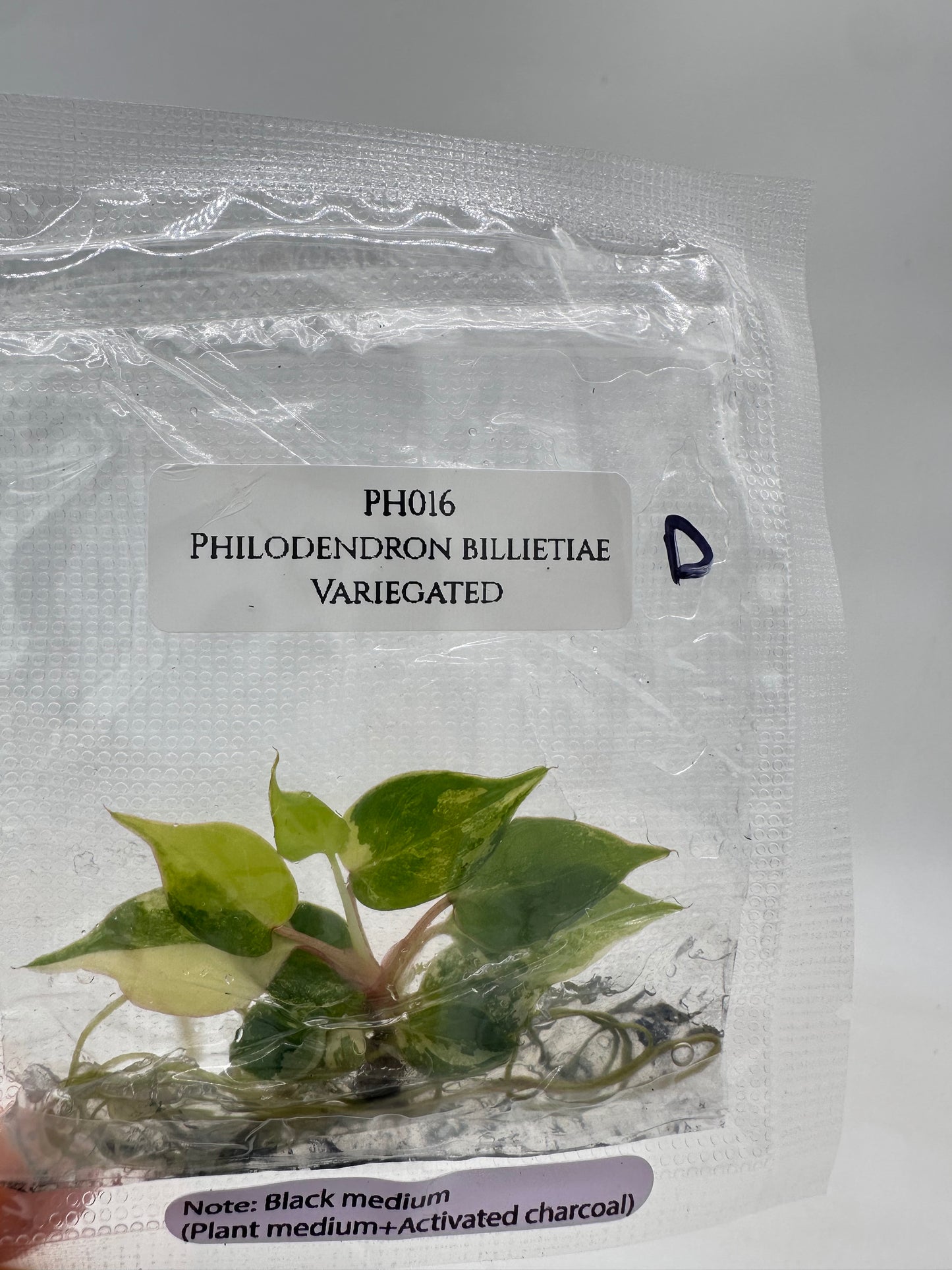 Tissue Culture - Philodendron Billietiae Variegated