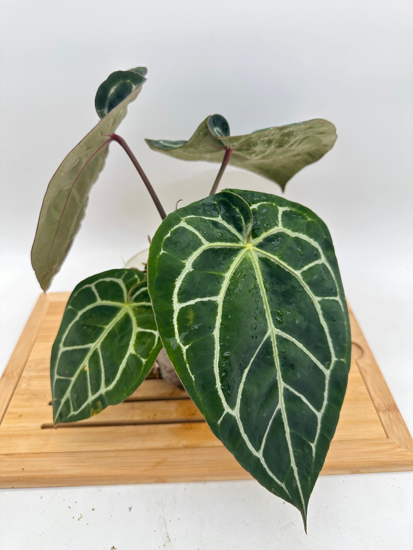 Anthurium Tim Anderson Memorial - Size Large
