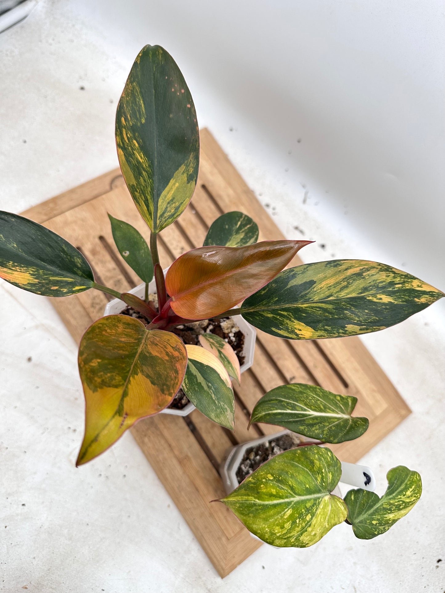 Combo Sale - Philodendron Red Congo Variegated & Gloriosum Variegated