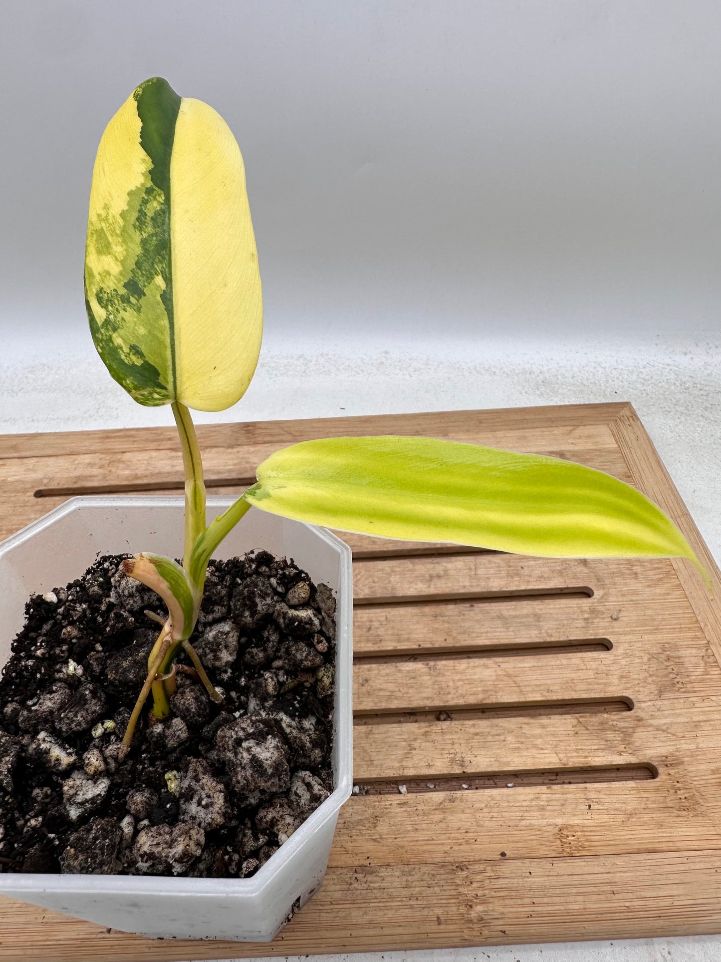 Philodendron Domesticum Variegated - August Sale