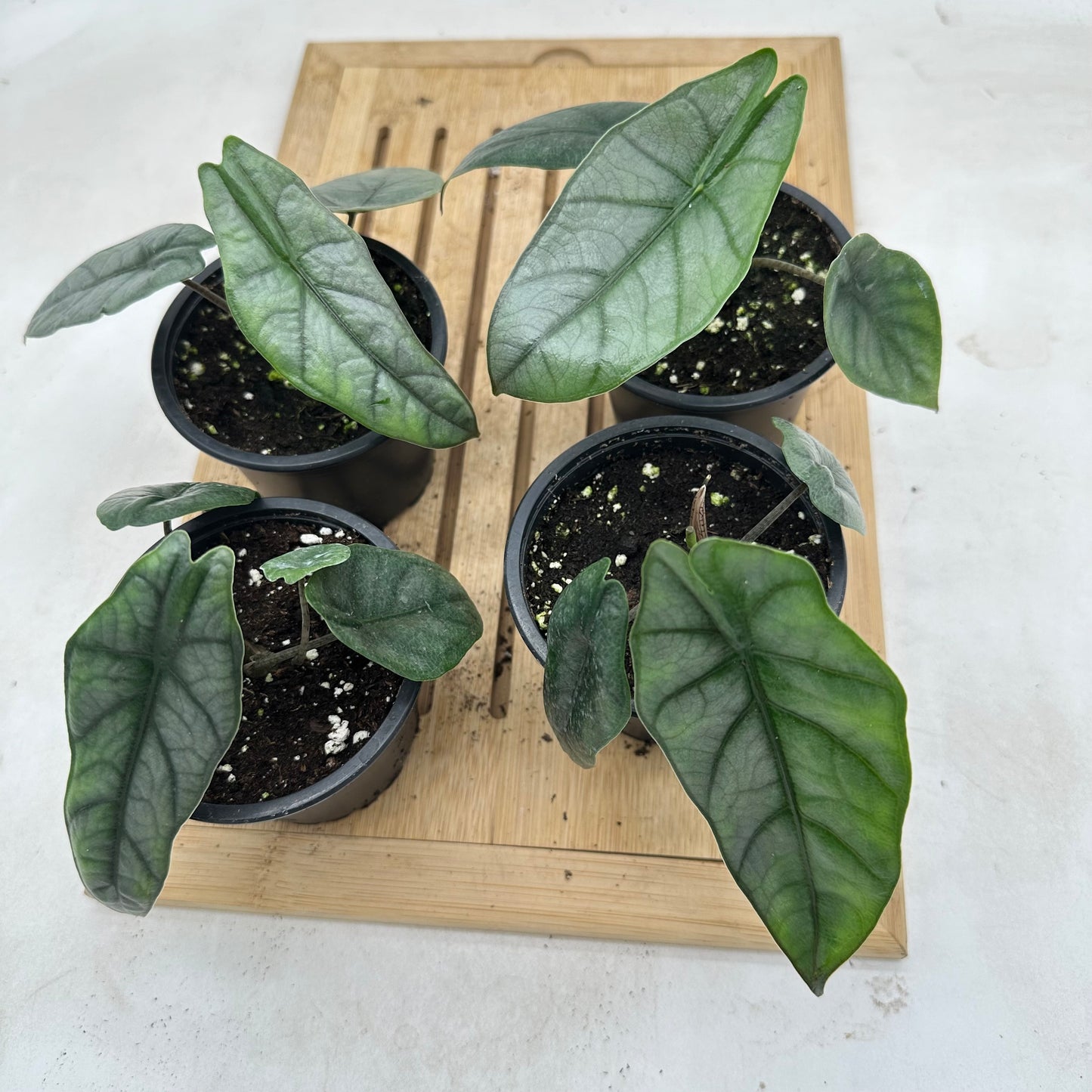 Alocasia Metallic Blue