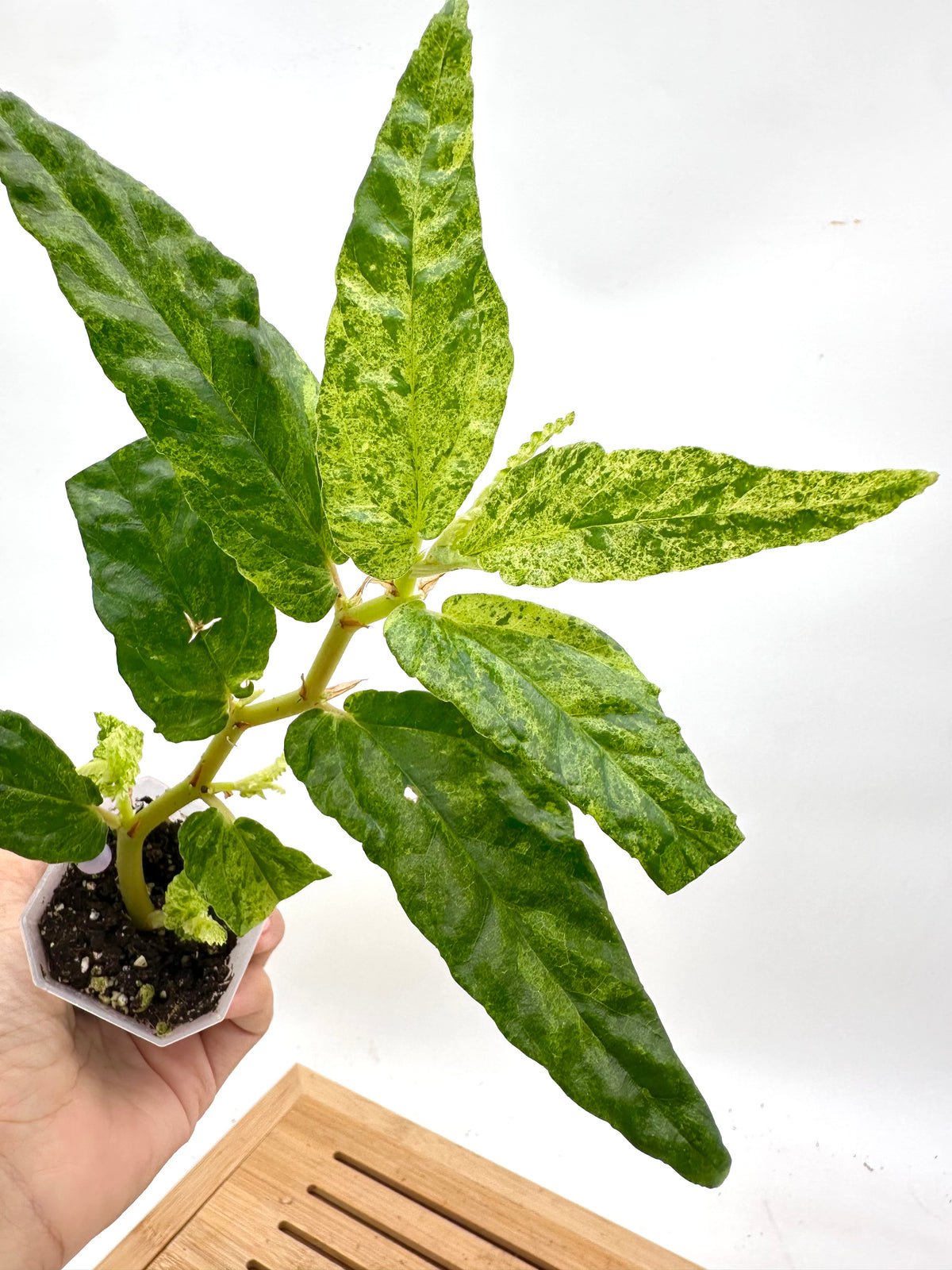 Begonia Watermelon Reopens Variegated