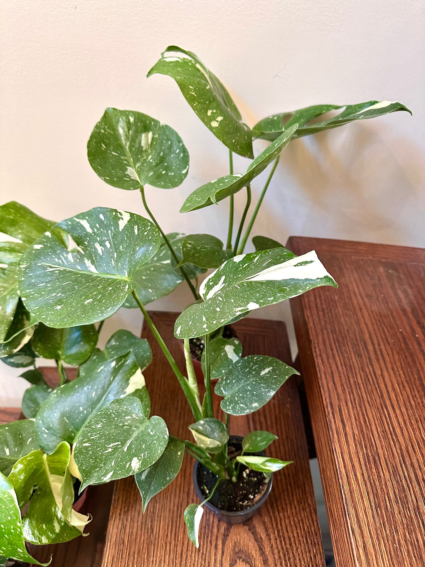 Monstera Thai Constellation