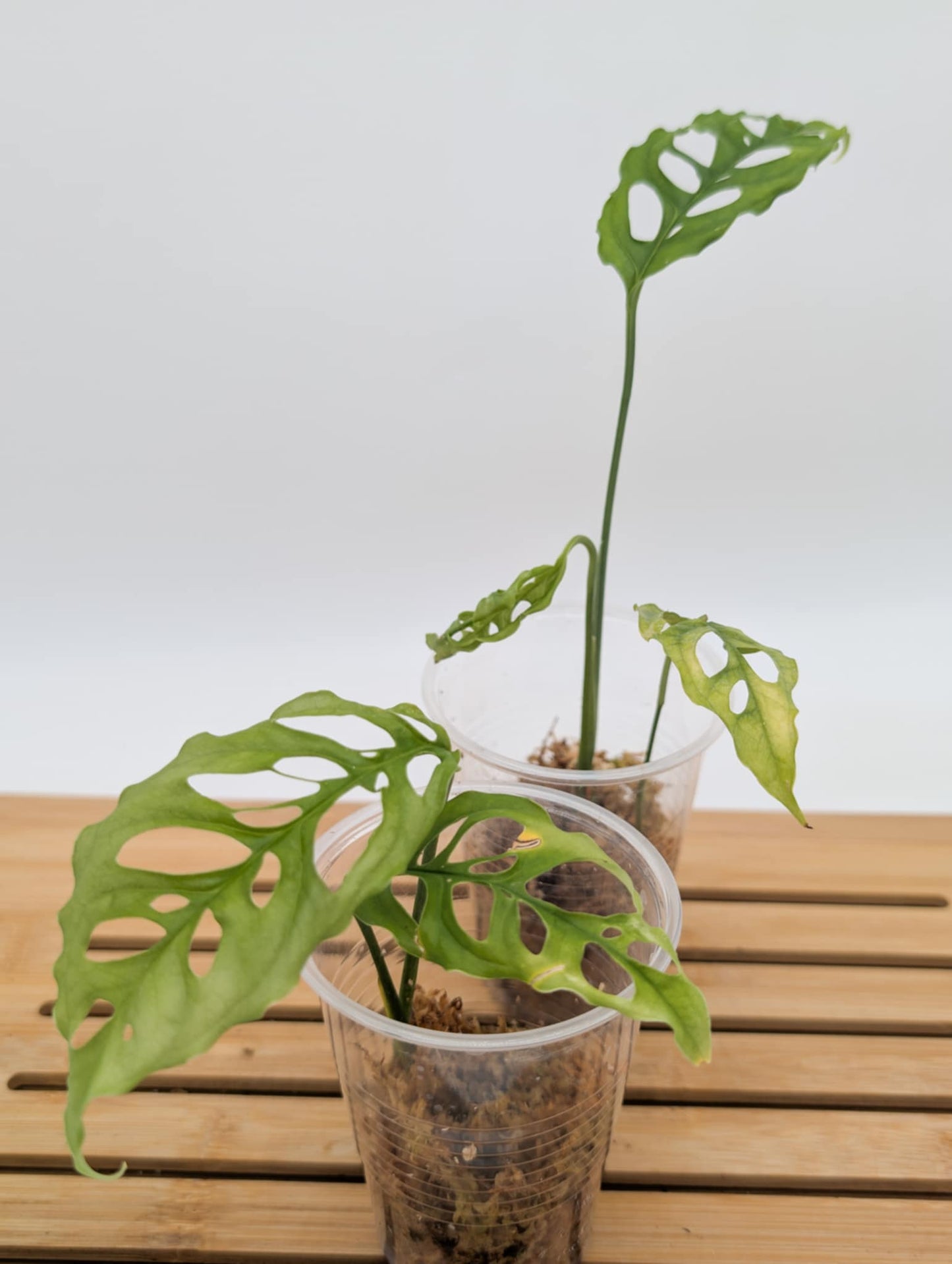 Monstera Obliqua Peru