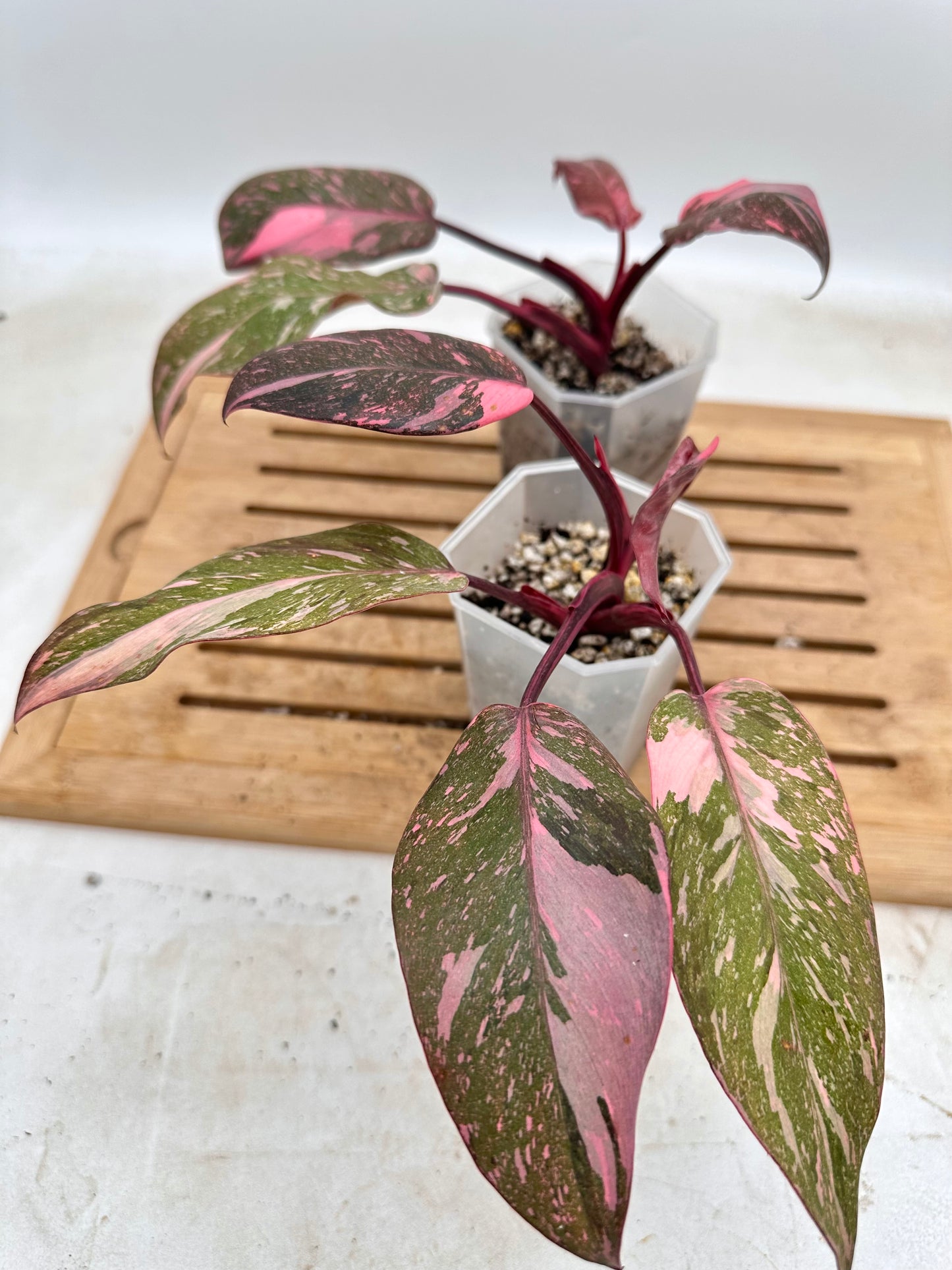 Philodendron Pink Princess Marble Galaxy from Thailand