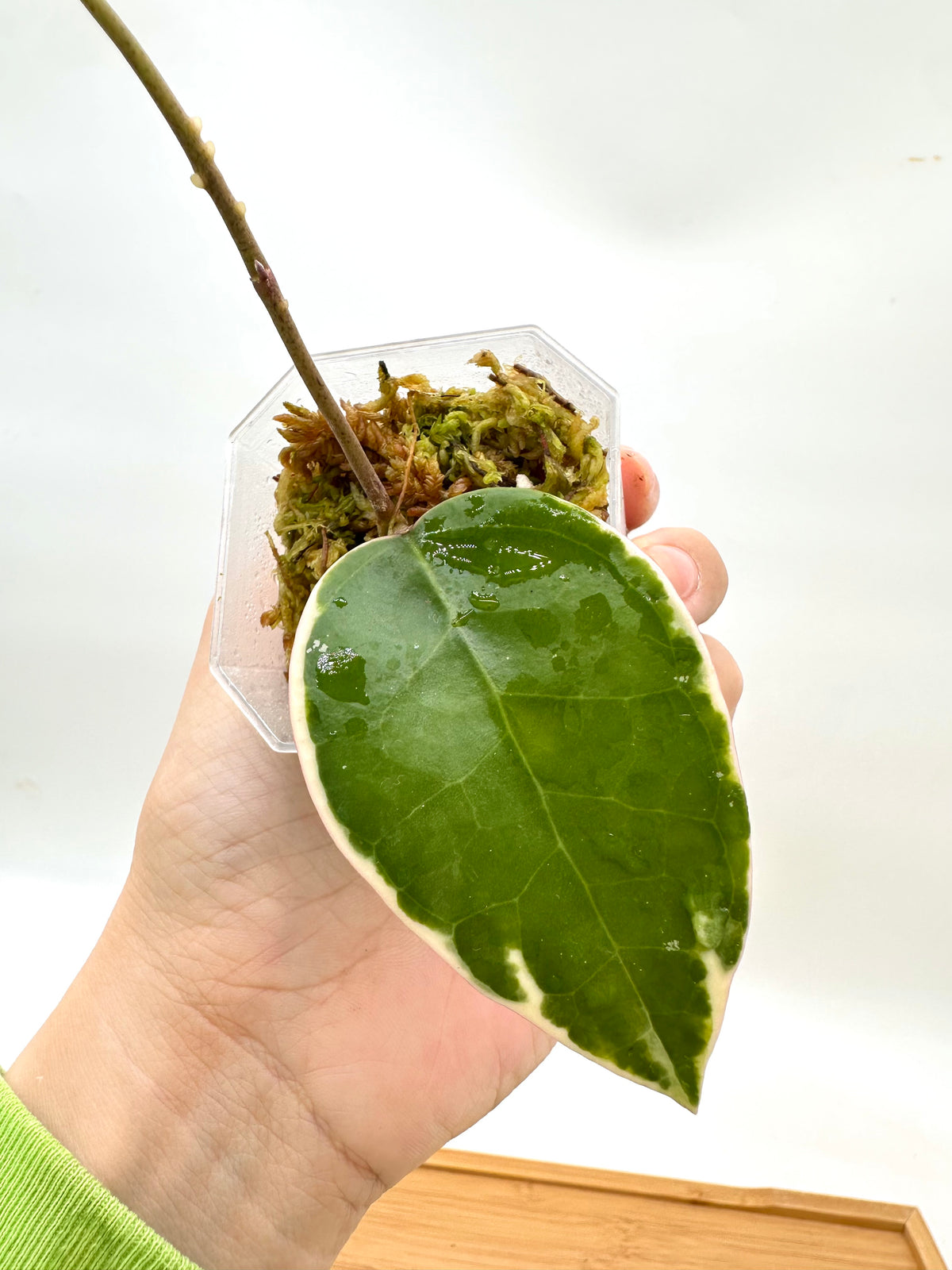 Hoya Panglai West Java Albo