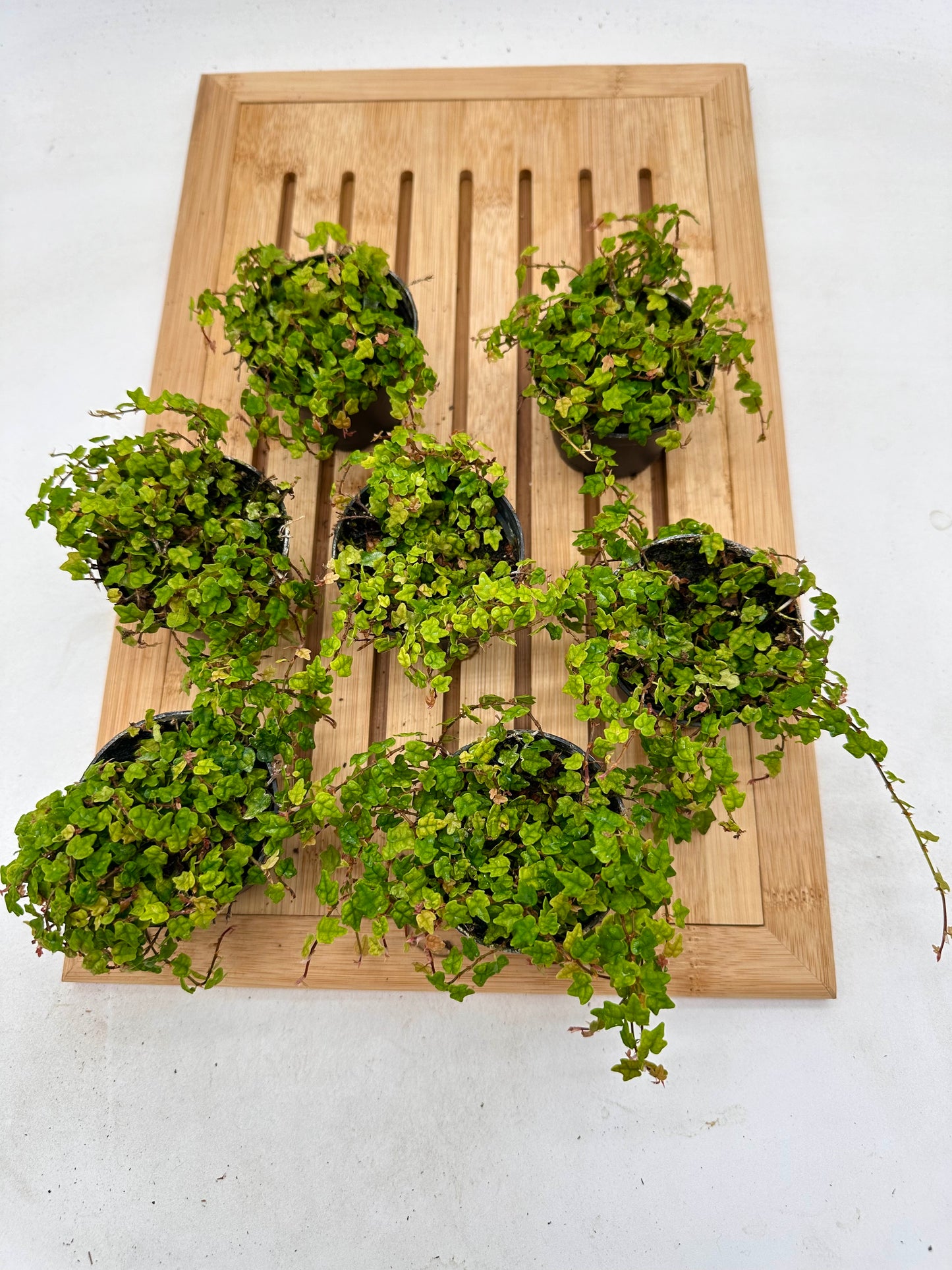 Ficus Oak Leaf - String of Frogs (Terrarium Plant)