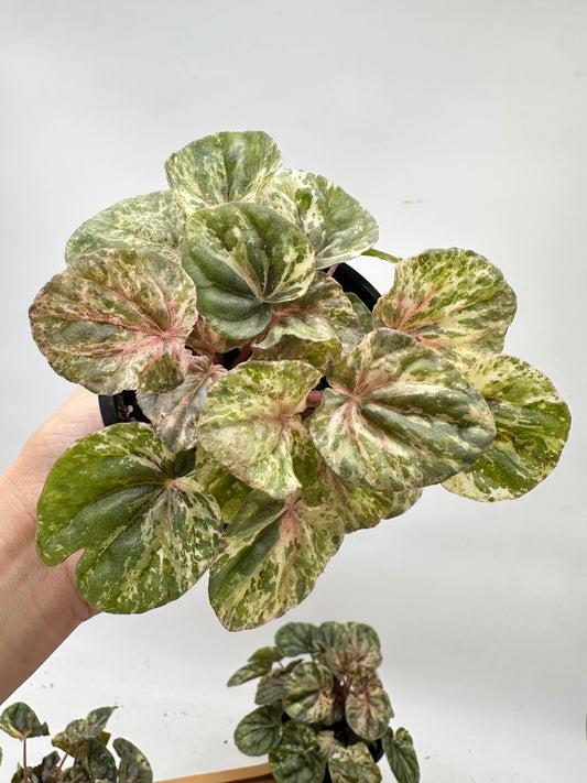 *October Sale - Peperomia ‘Pink Lady’