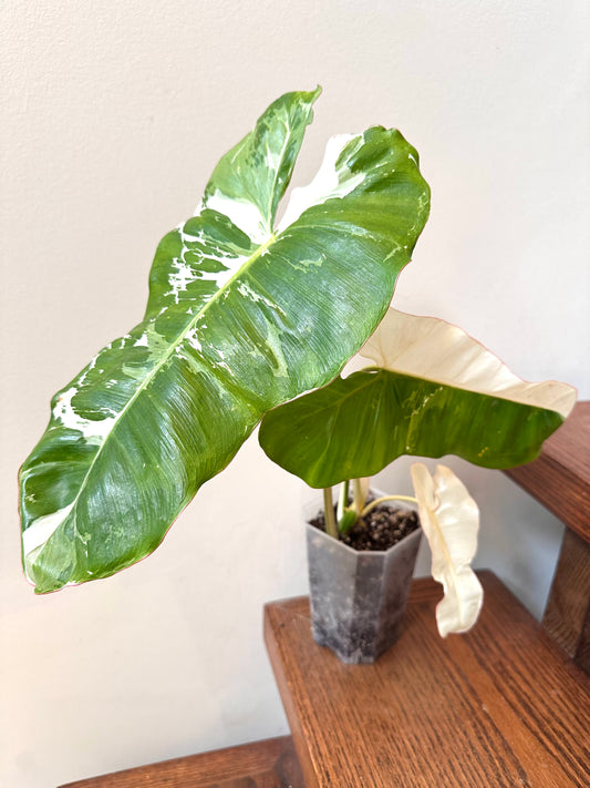Philodendron Paraiso Verde Albo Variegated - Labour Day Sale ❤️‍🔥
