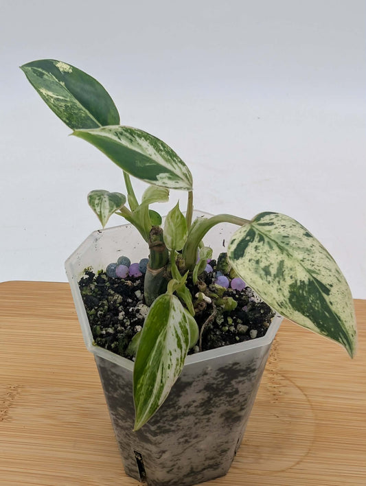 Philodendron Queen Emerald Ice