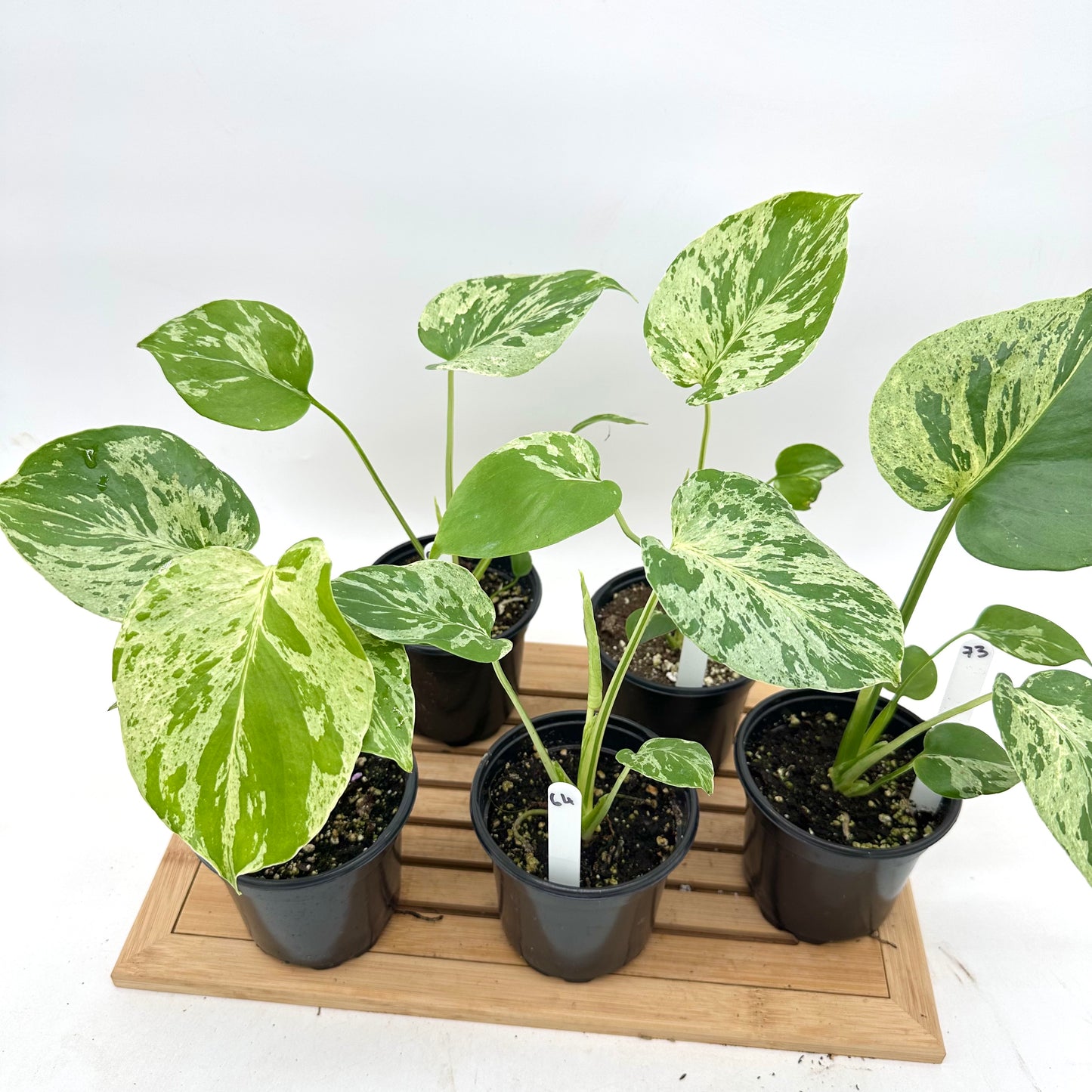 Monstera Bulbasaur in 4” Pot
