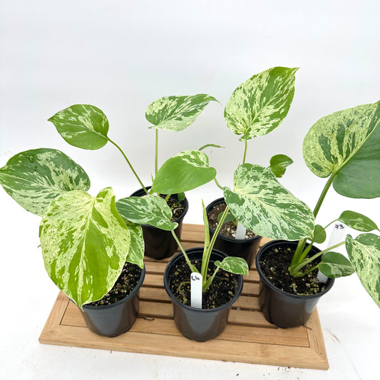 Monstera Bulbasaur in 4” Pot