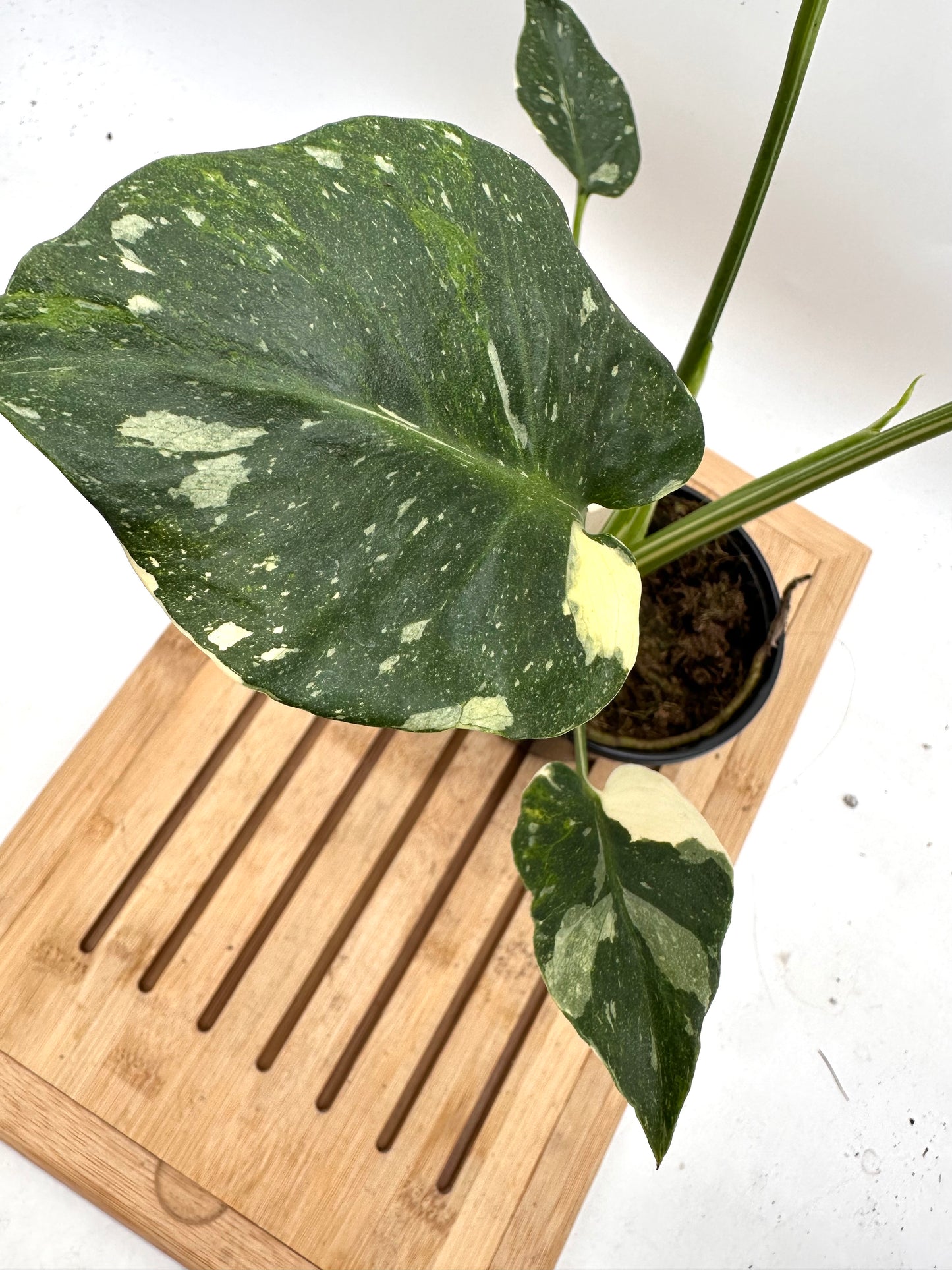 Monstera Miracle ‘Tri-Color Variegation’