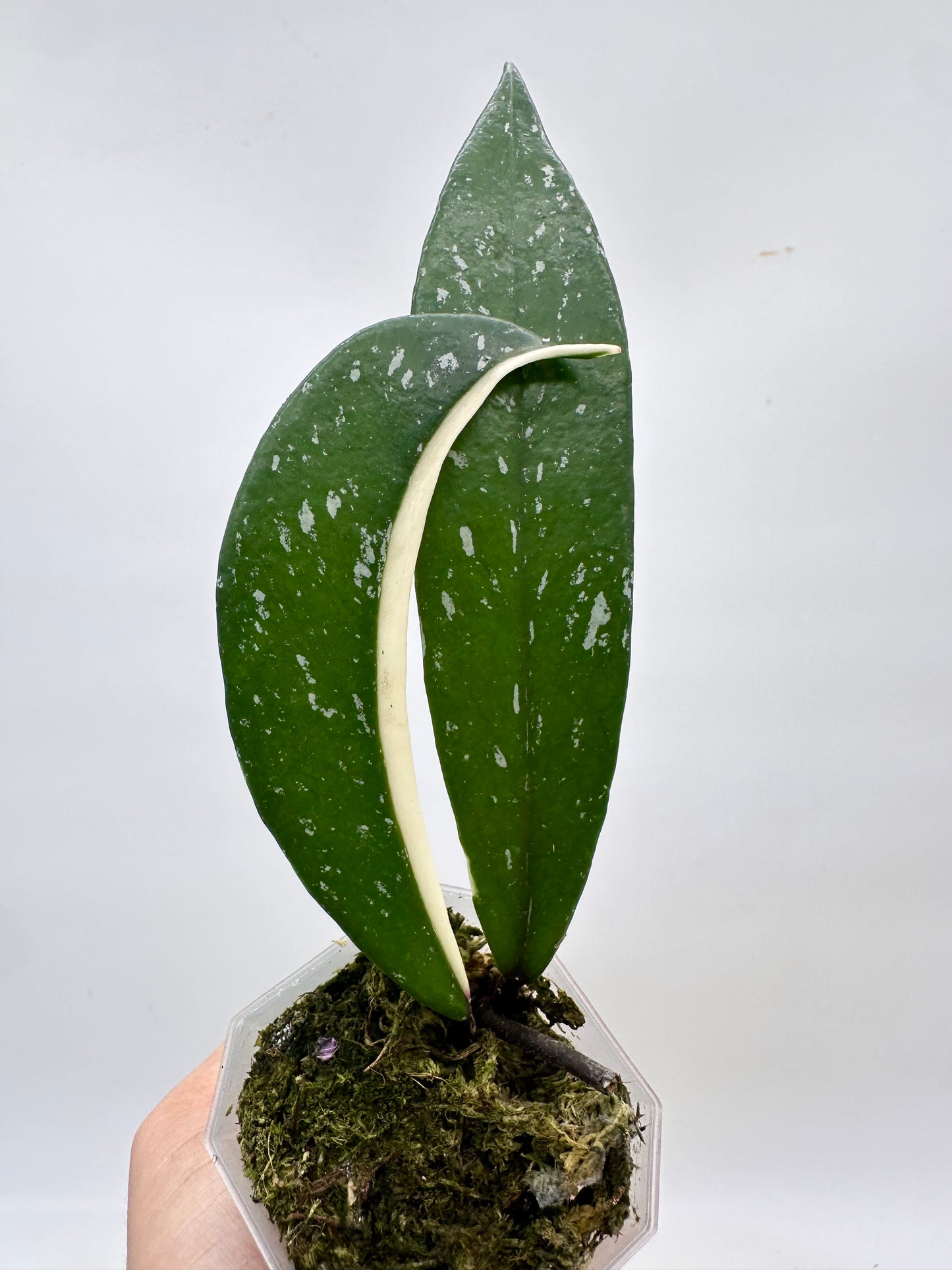Hoya Publicalyx Albo Variegated