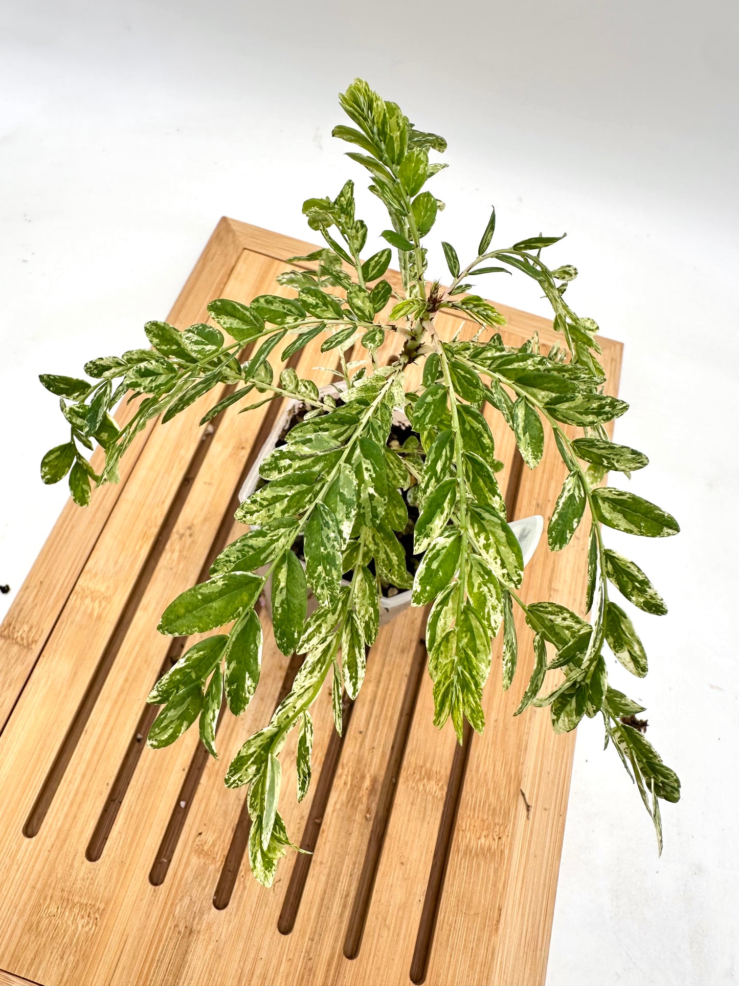 Phyllanthus Pulcher Variegated