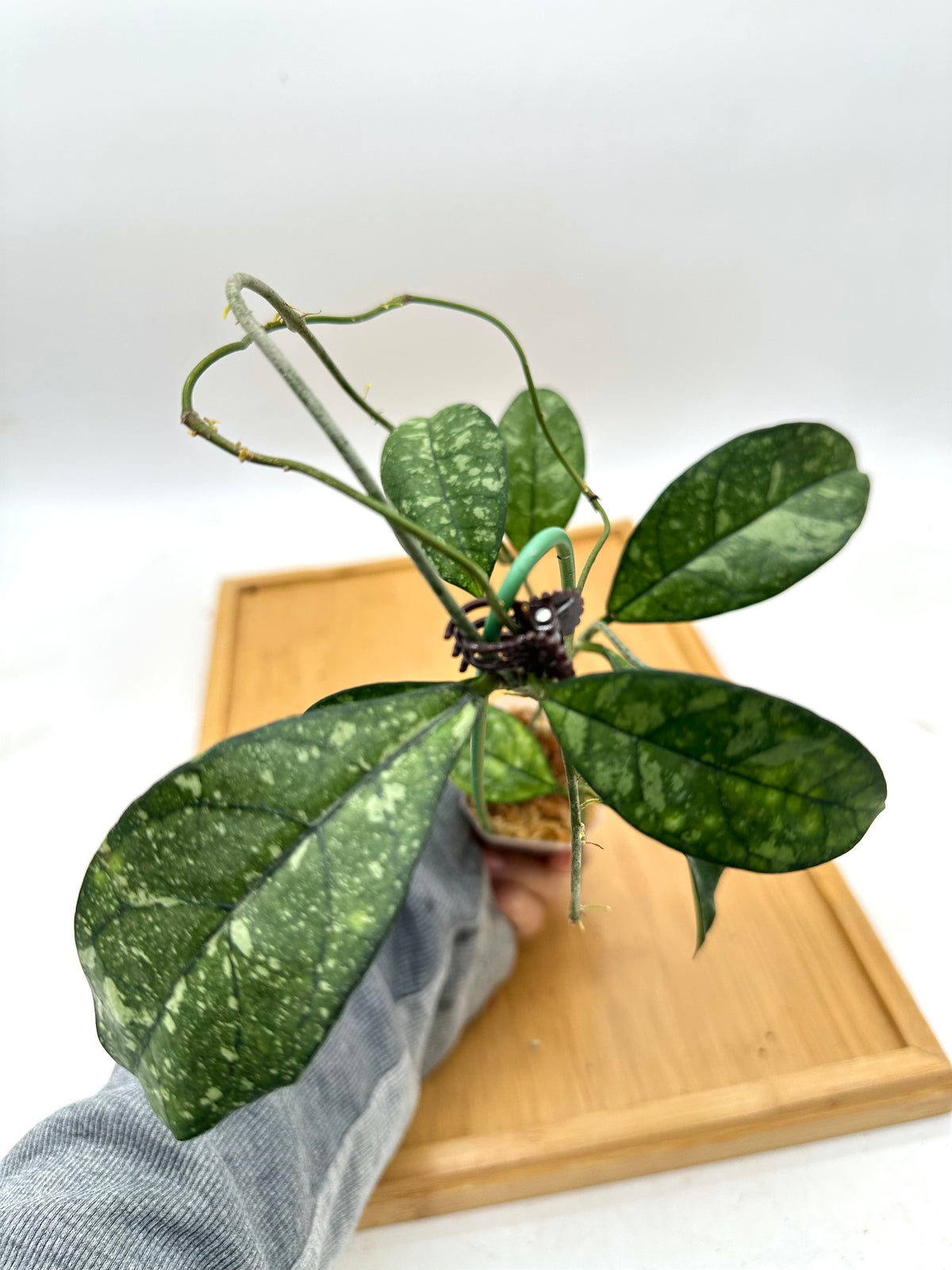 Hoya Crassipetiolata Splash
