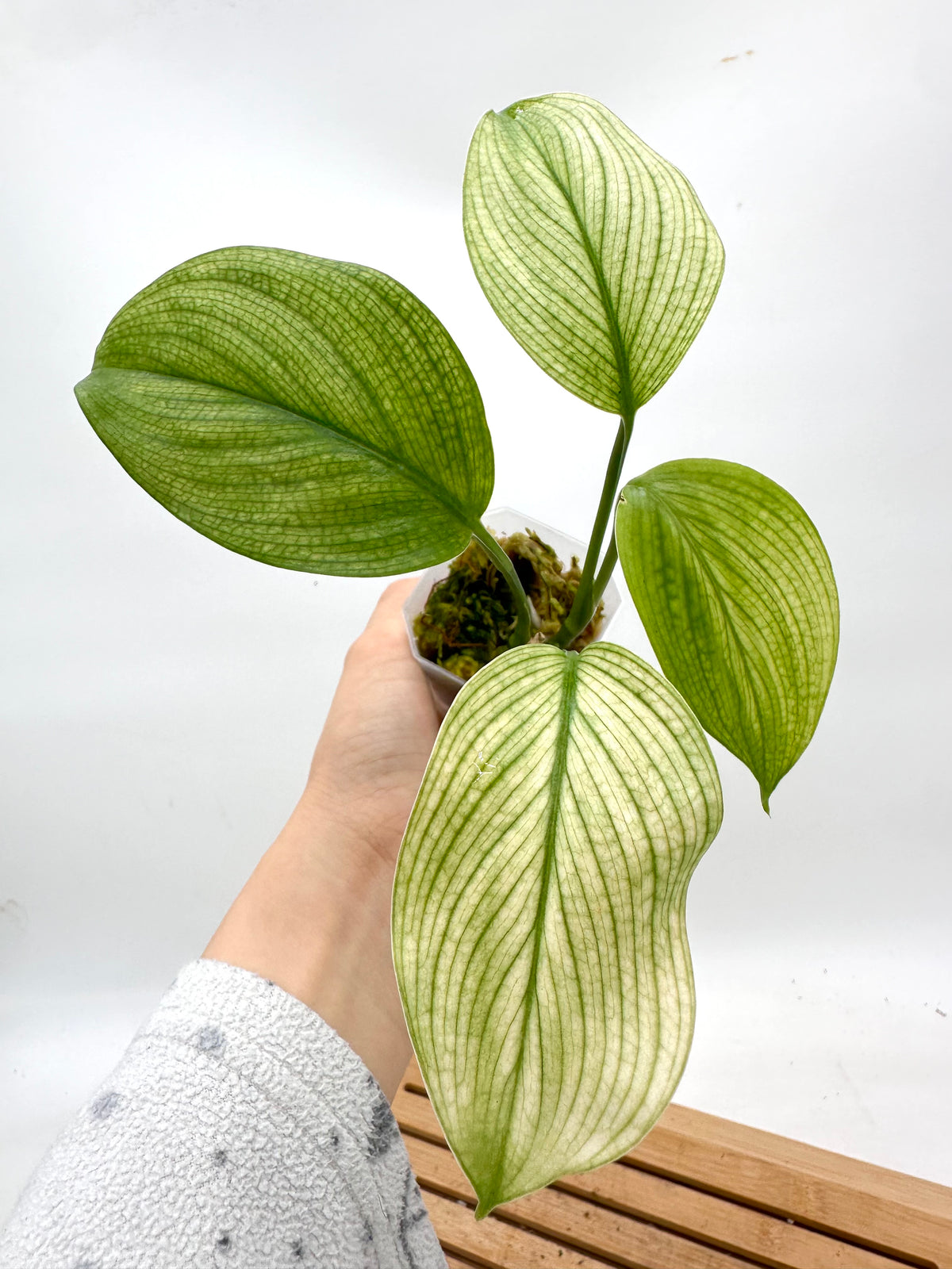 Scindapsus White Monster