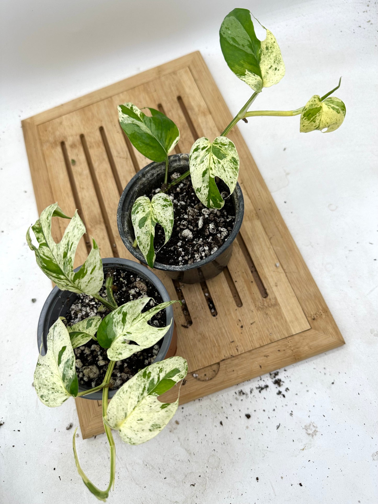 Epipremnum Pinatum Marble Variegated