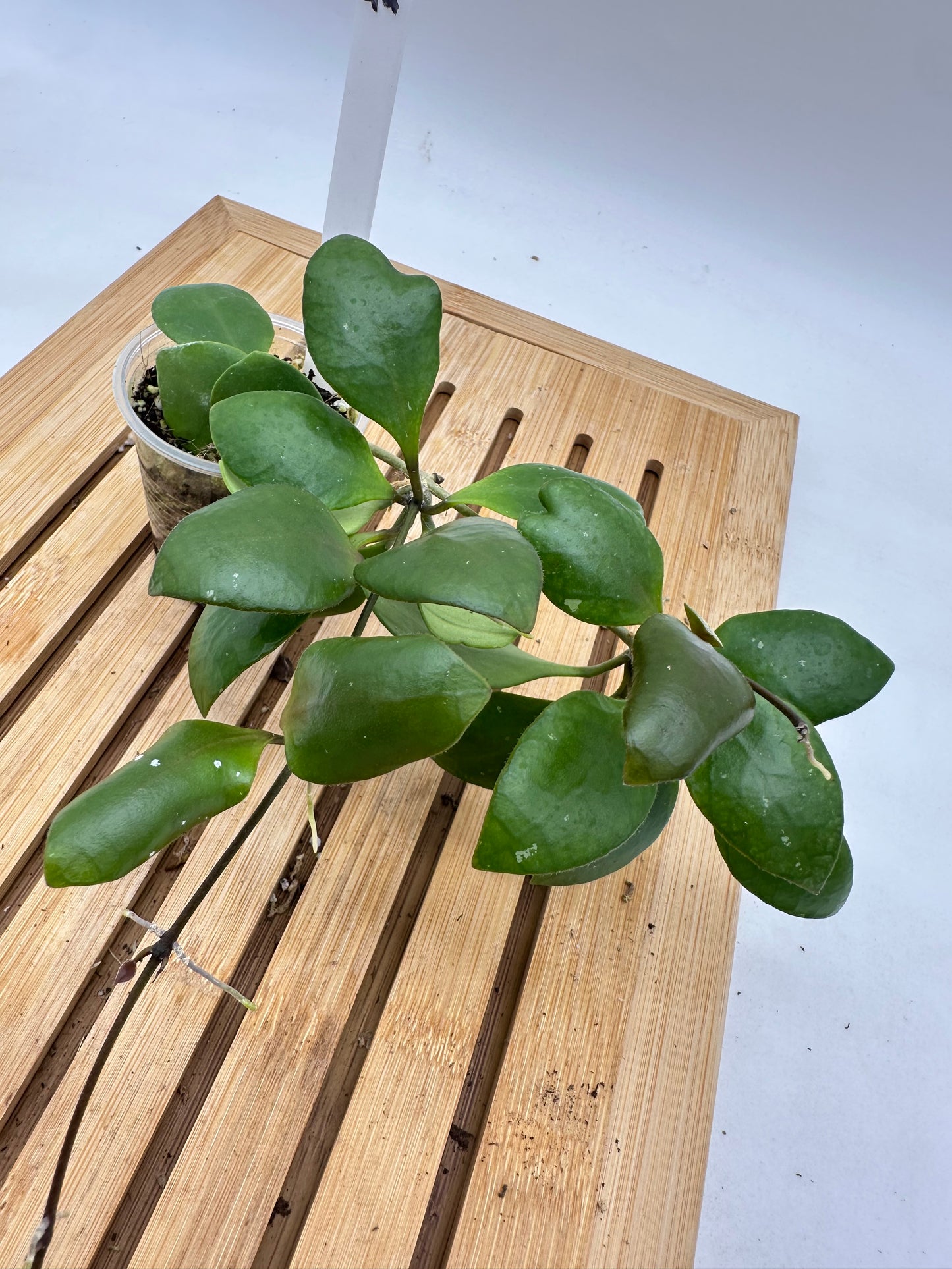 Hoya Brevialata - 044