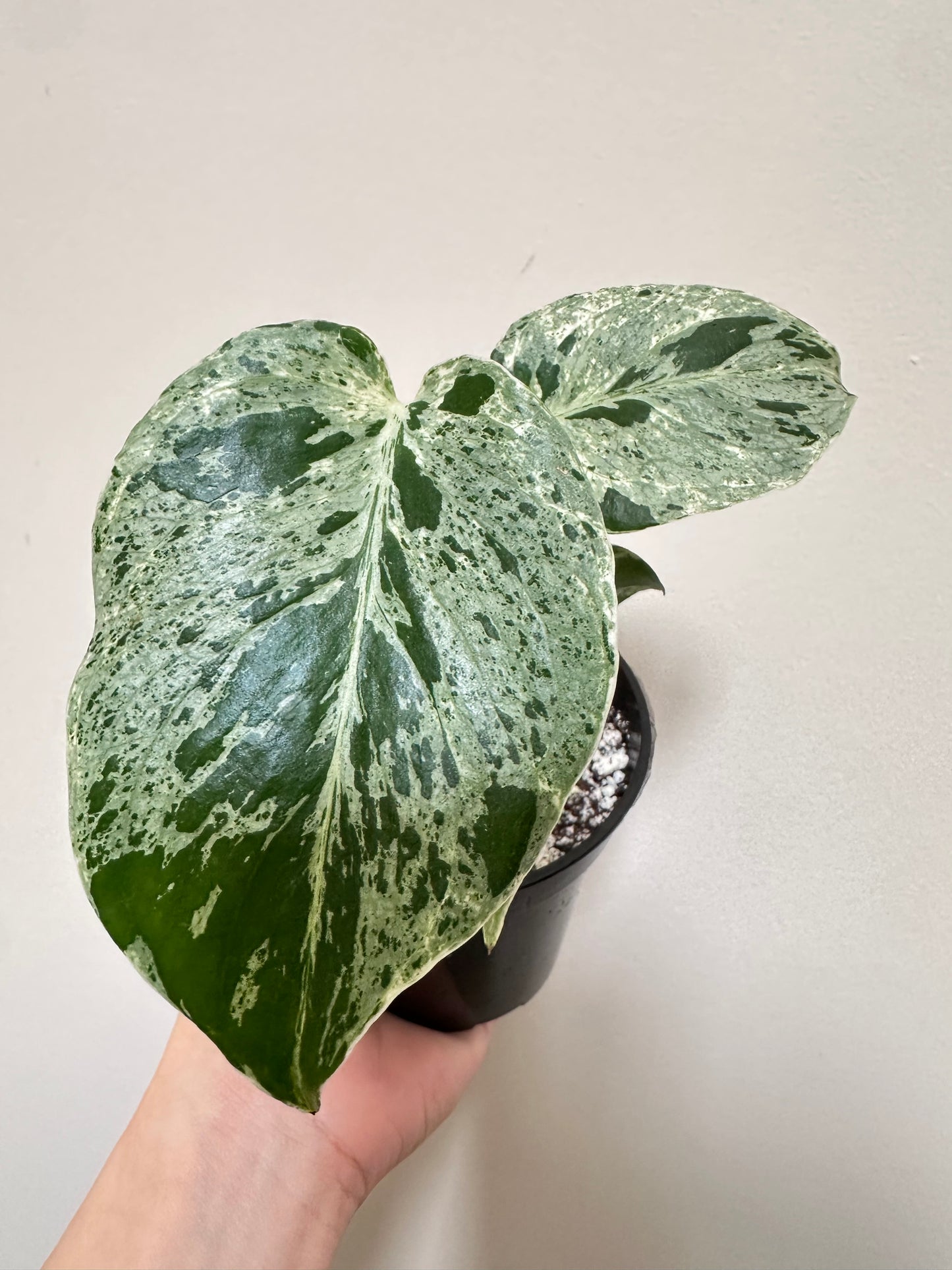 Monstera Bulbasaur - C