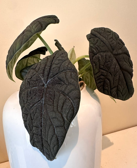 Alocasia Melo CORM