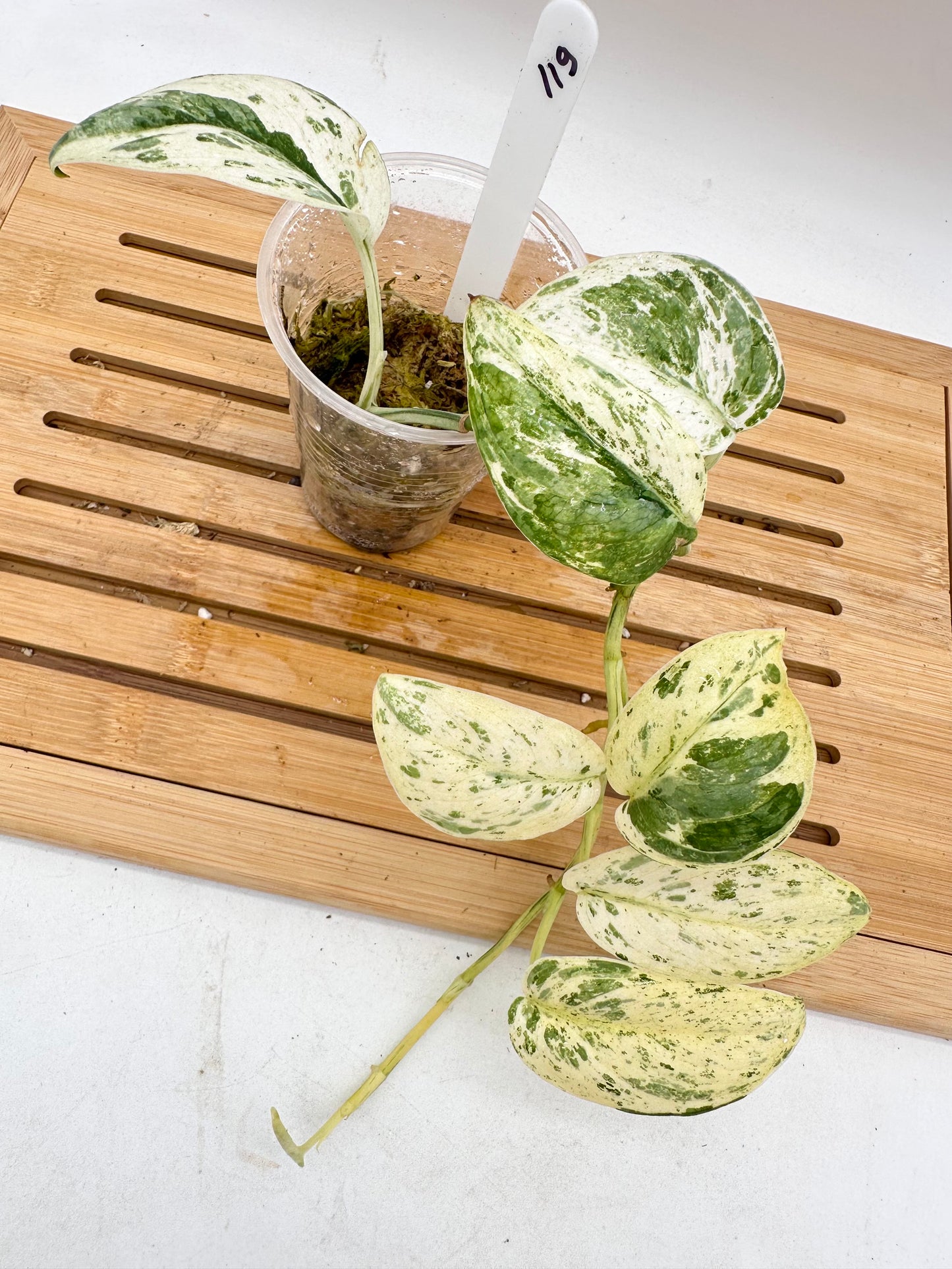 Scindapsus Cream Brulee