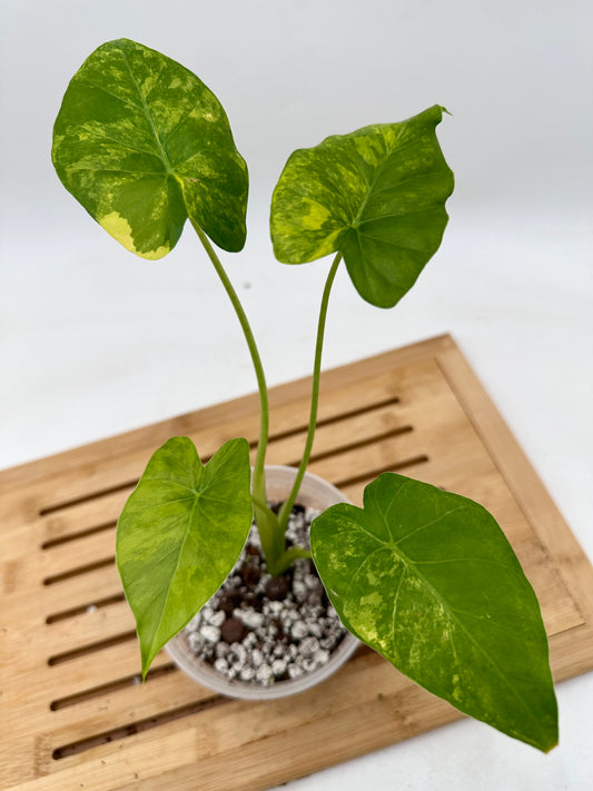 Alocasia Gageana Aurea Variegated