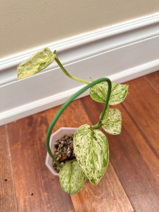 Scindapsus Peasun