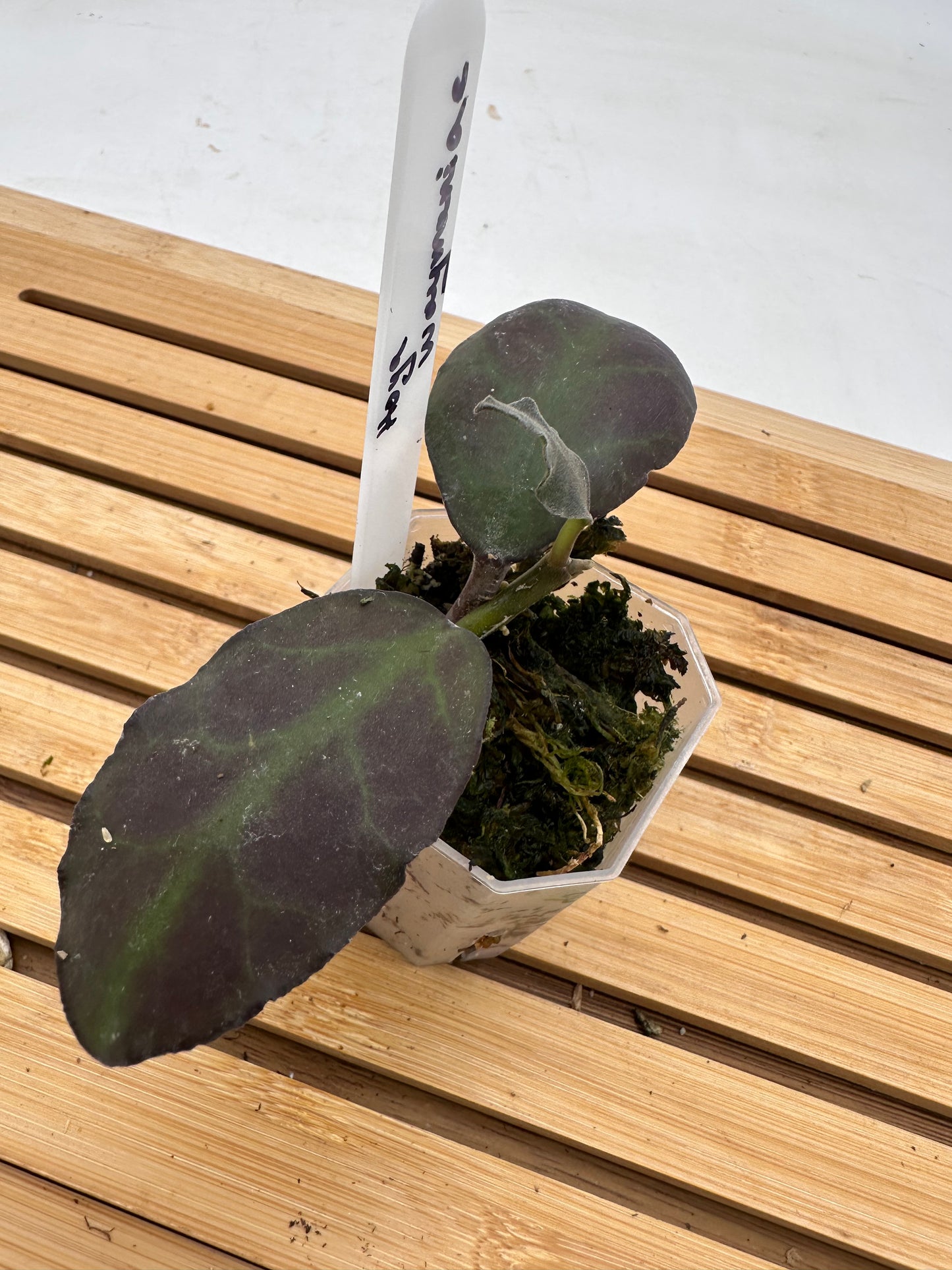 Hoya Waymaniae