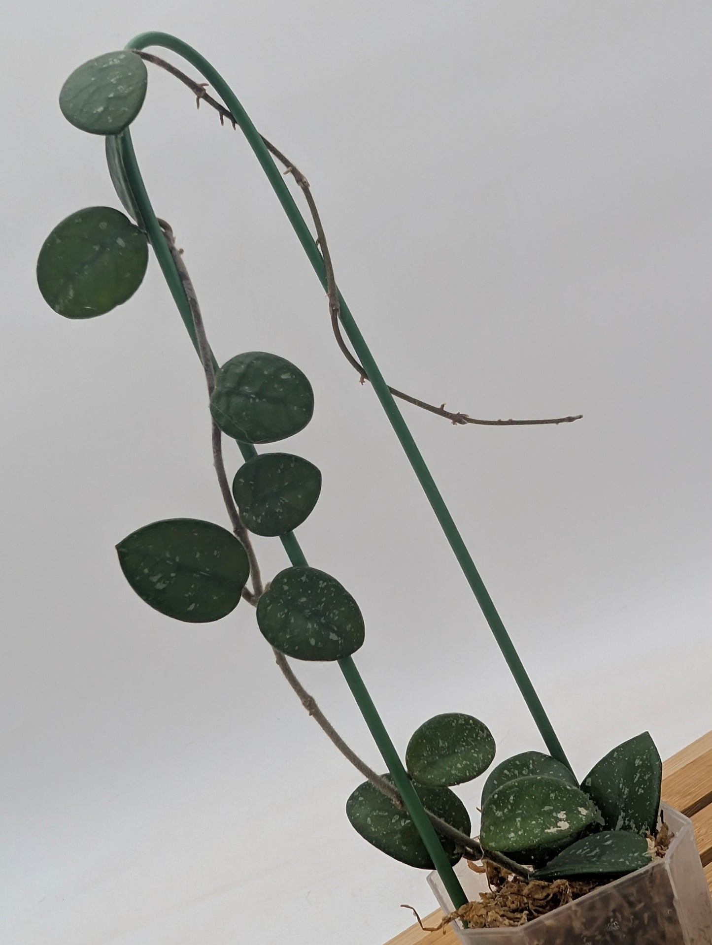 Hoya Mathilde Splash