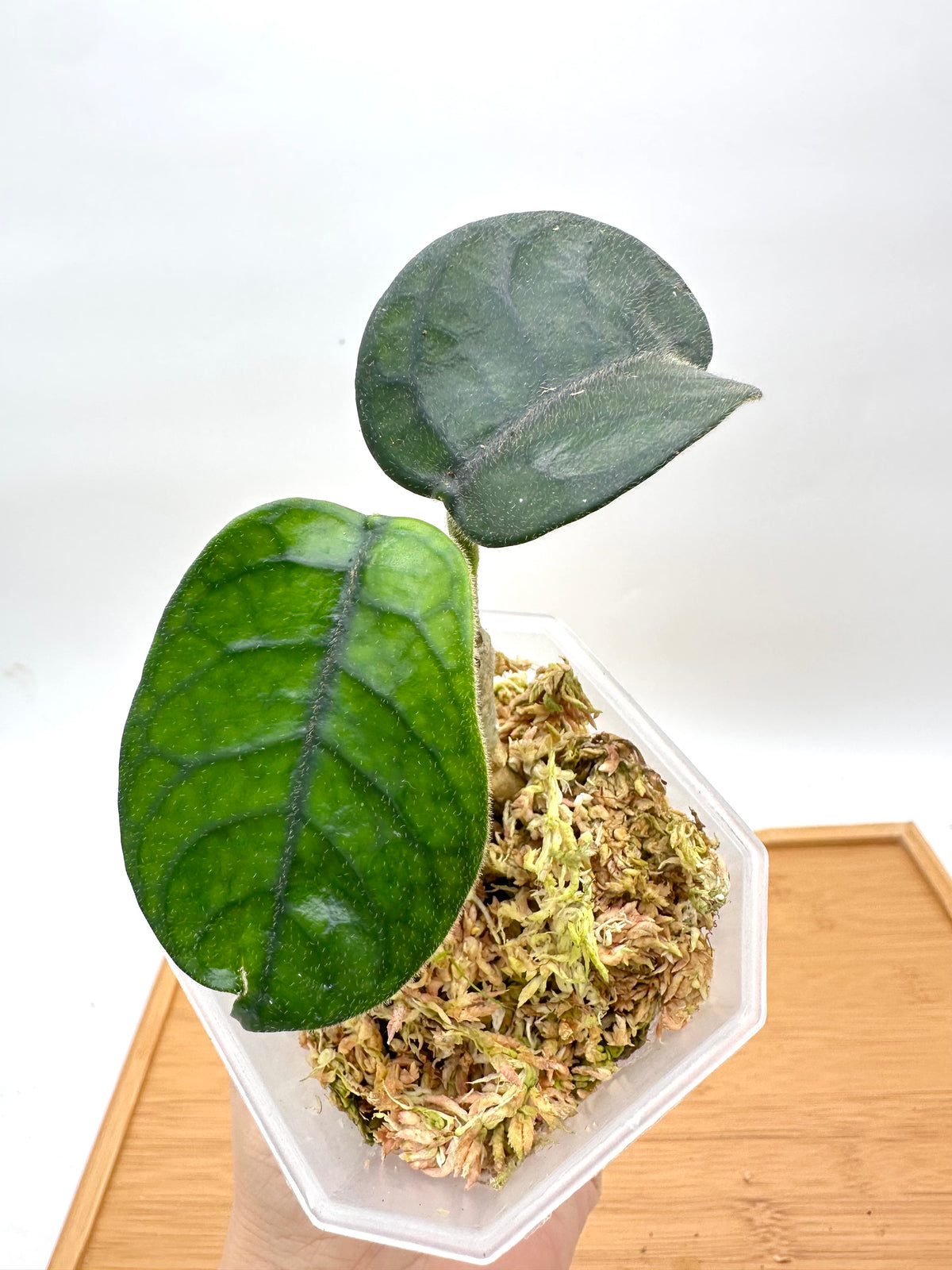 Hoya Villosa ‘Cao Bang’