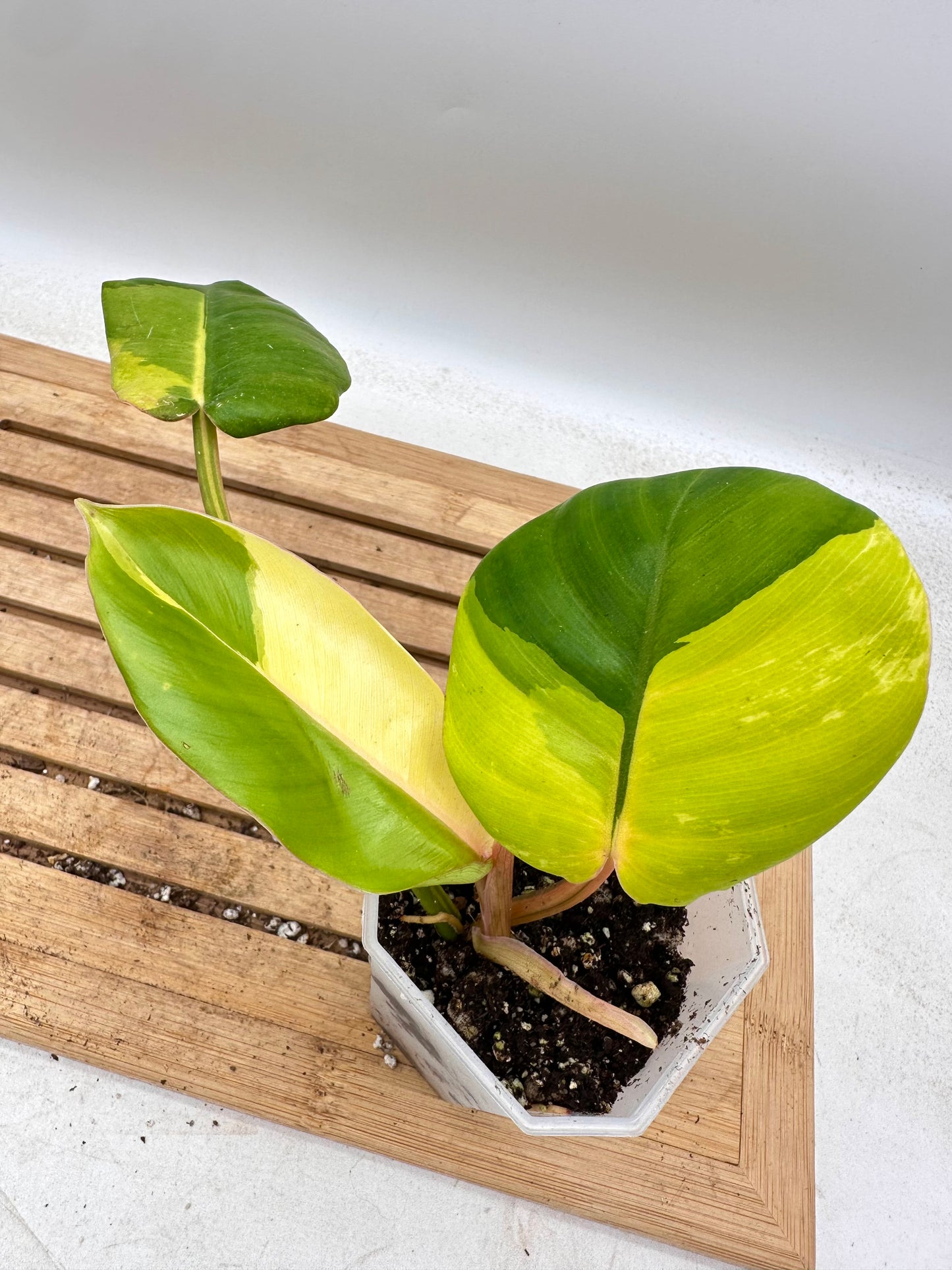 Philodendron Jungle Fever Variegated - Labour Day Sale ❤️‍🔥