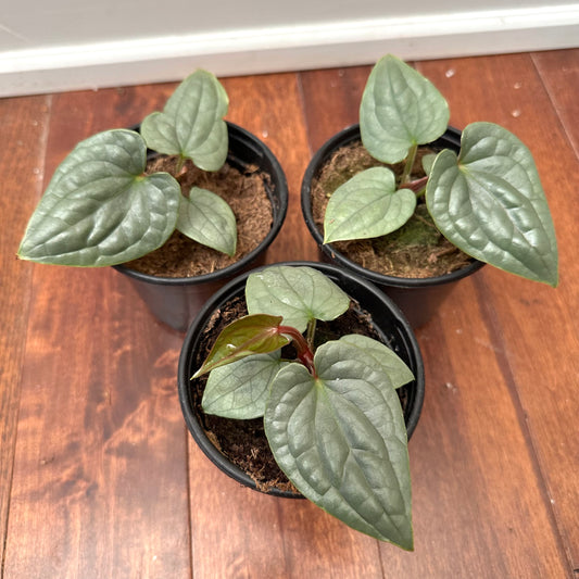 Anthurium Luxurians Platinum