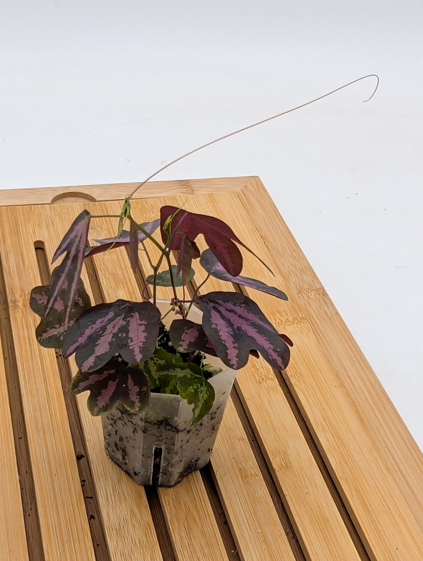 Passiflora Trifasciata Purple - multiple plants in pot