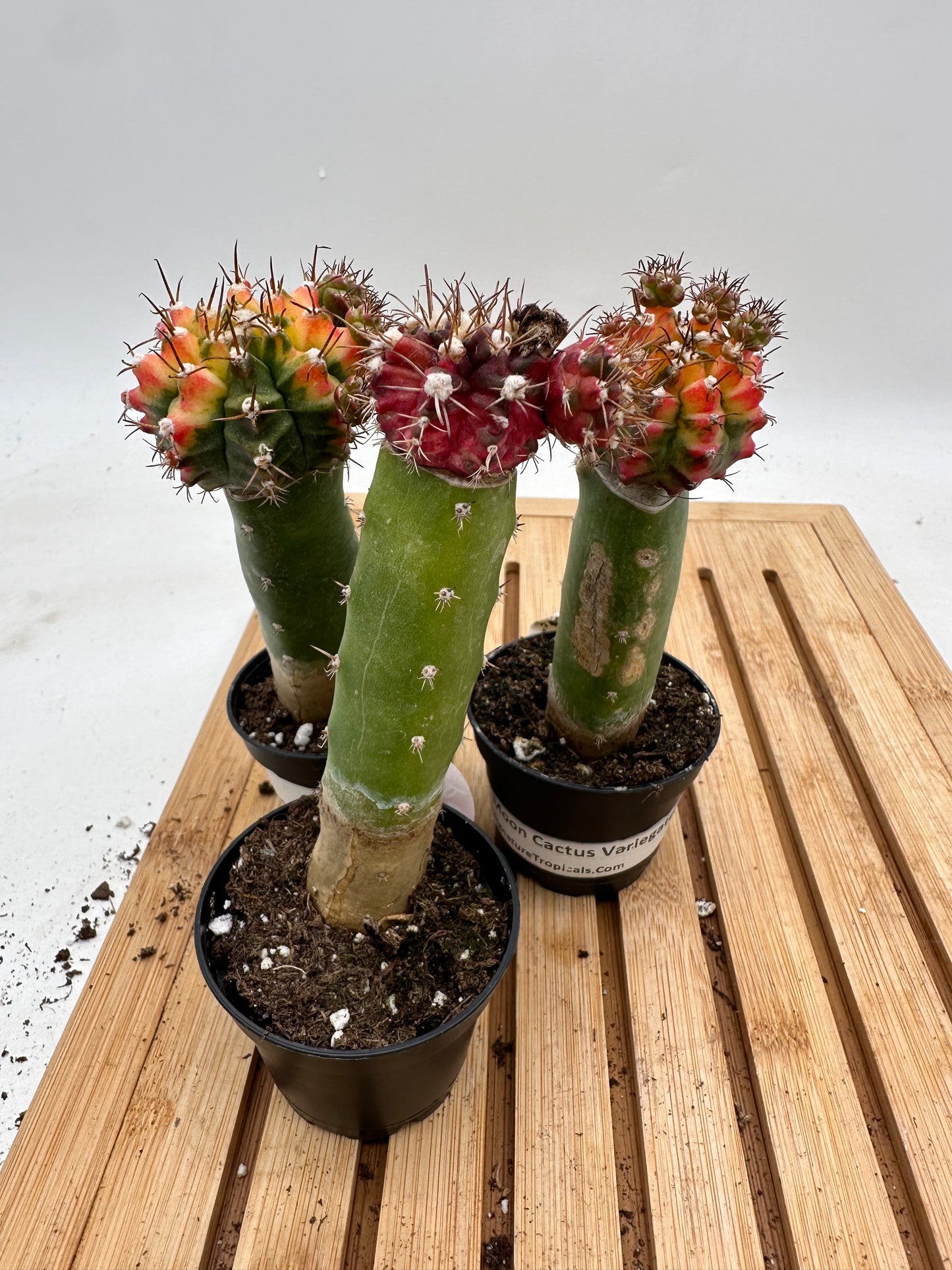 Variegated Moon Cactus