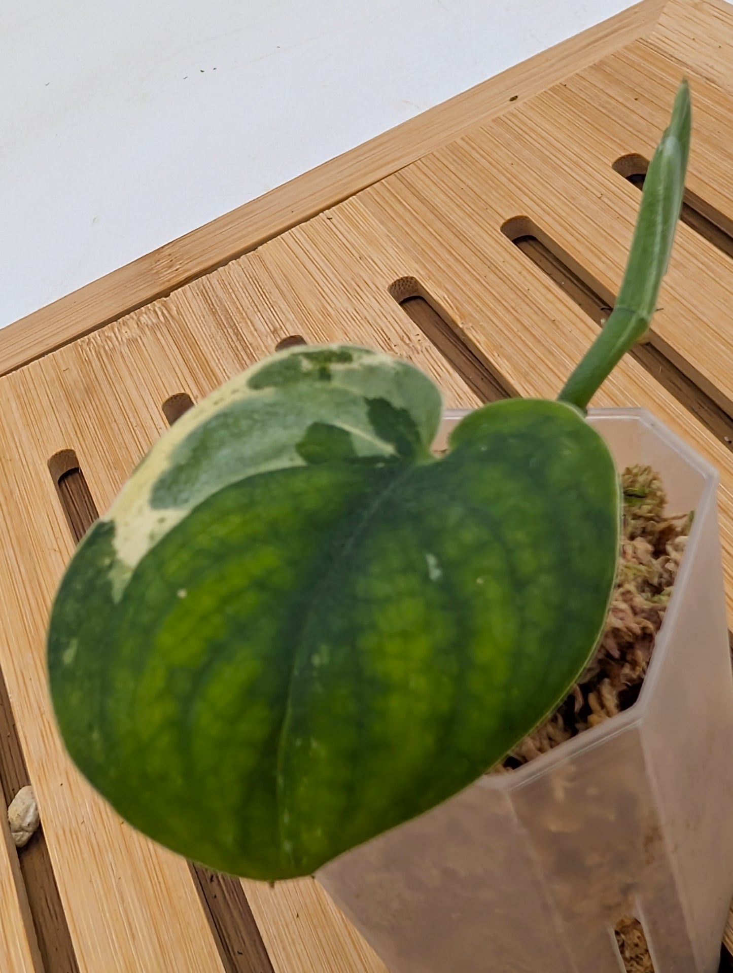 Scindapsus Mangurai - Rooted Top Cutting