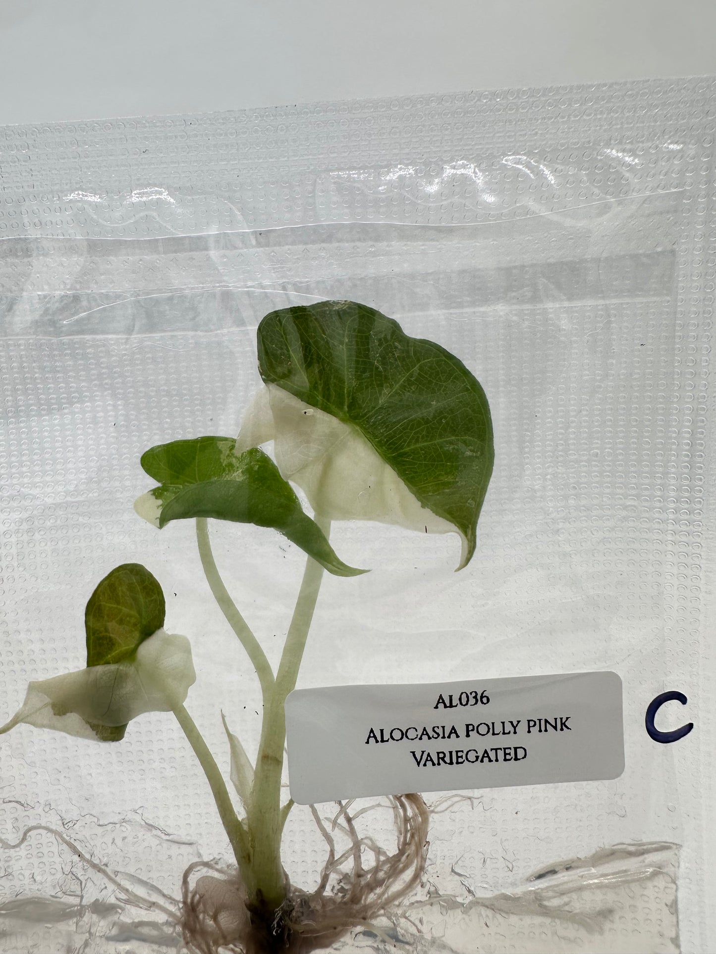 Tissue Culture - Alocasia Polly Pink Variegated