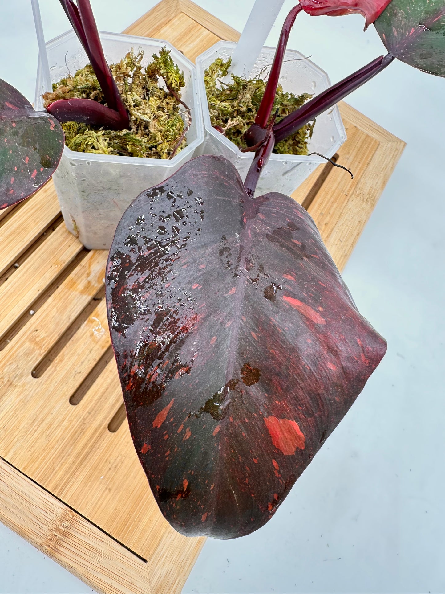 Philodendron Orange Princess Variegated - 013 014