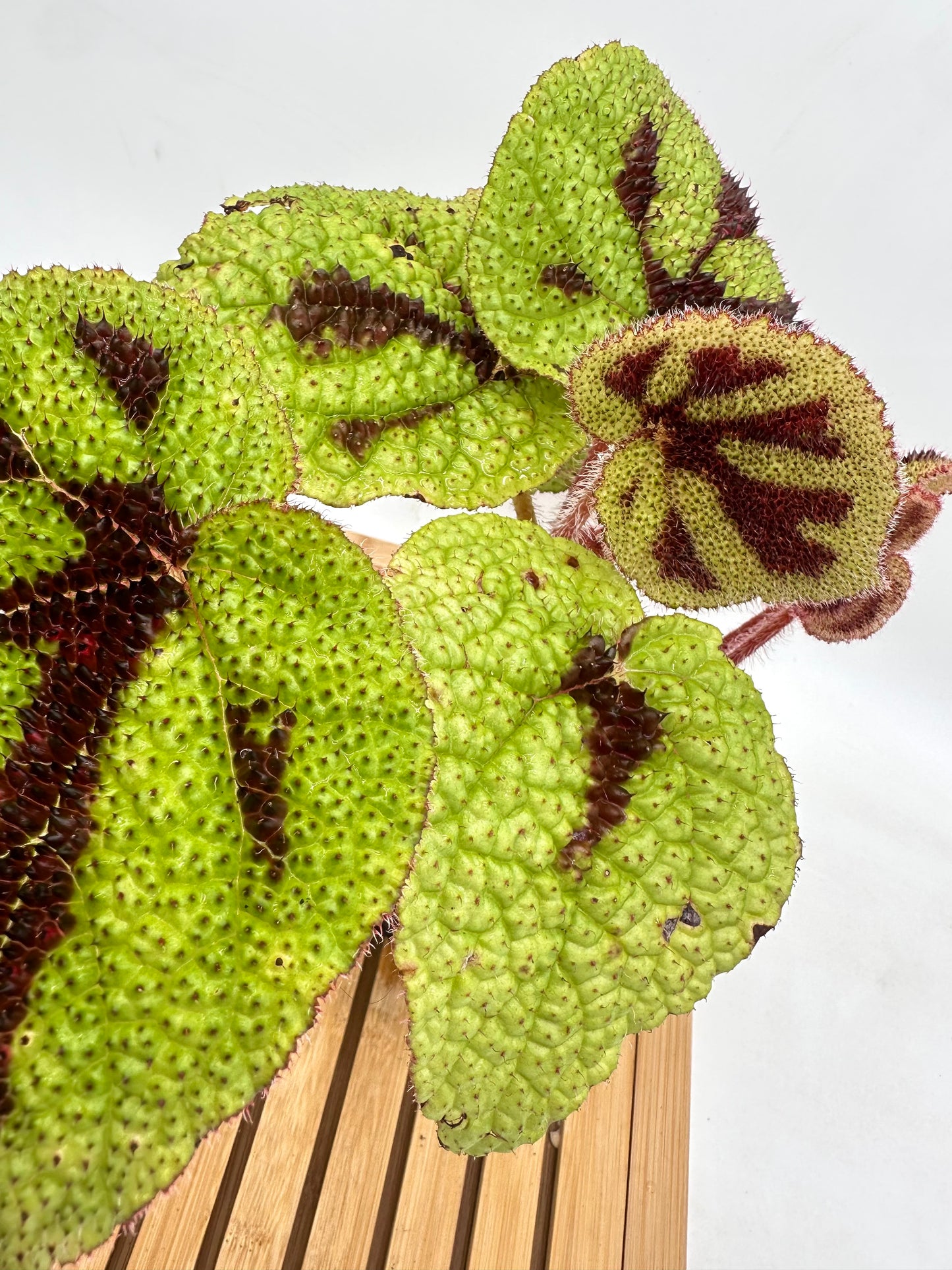 Begonia Iron Cross 07