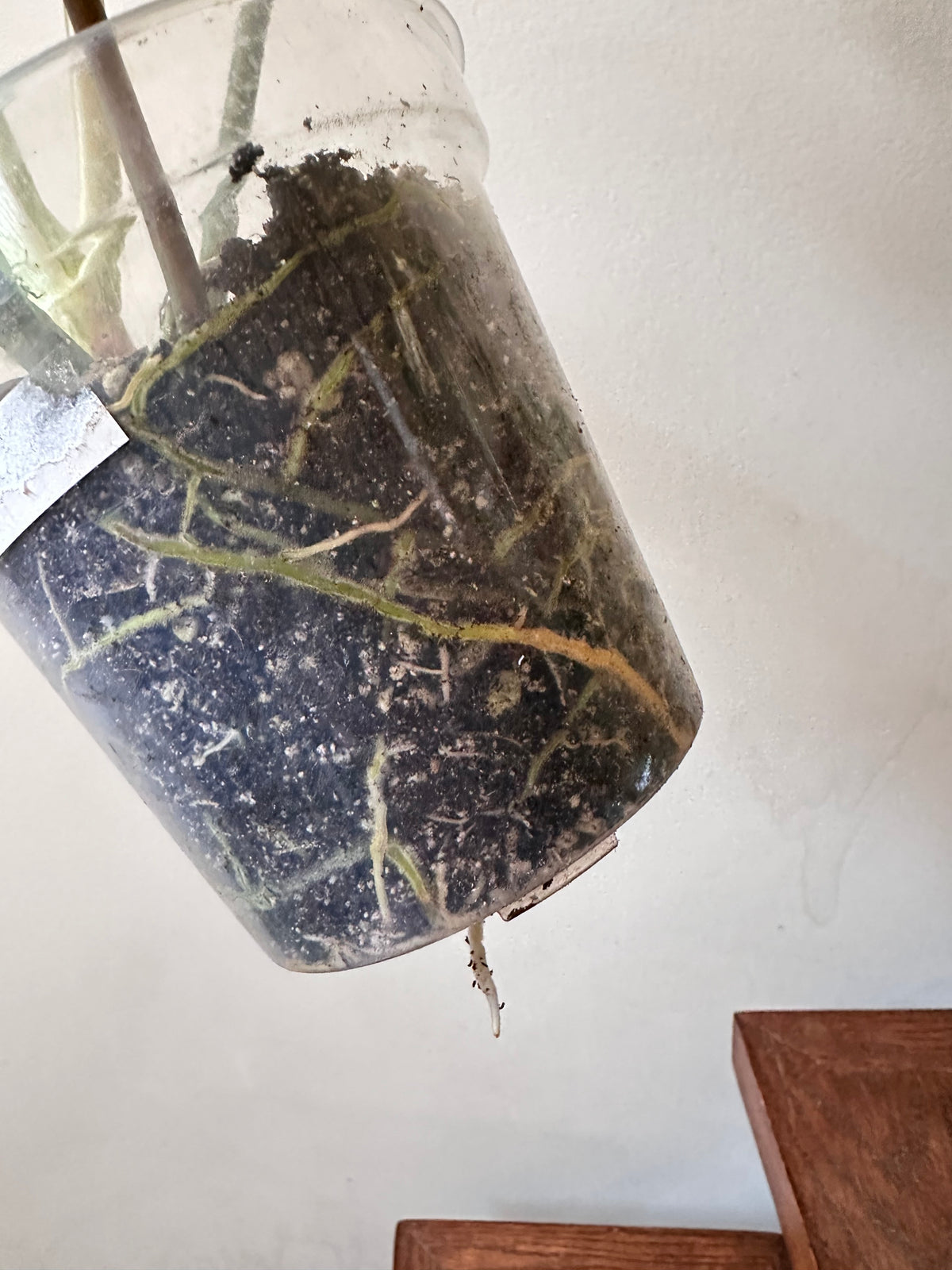 Philodendron Paraiso Verde (Reverted Aurea) - Size Large
