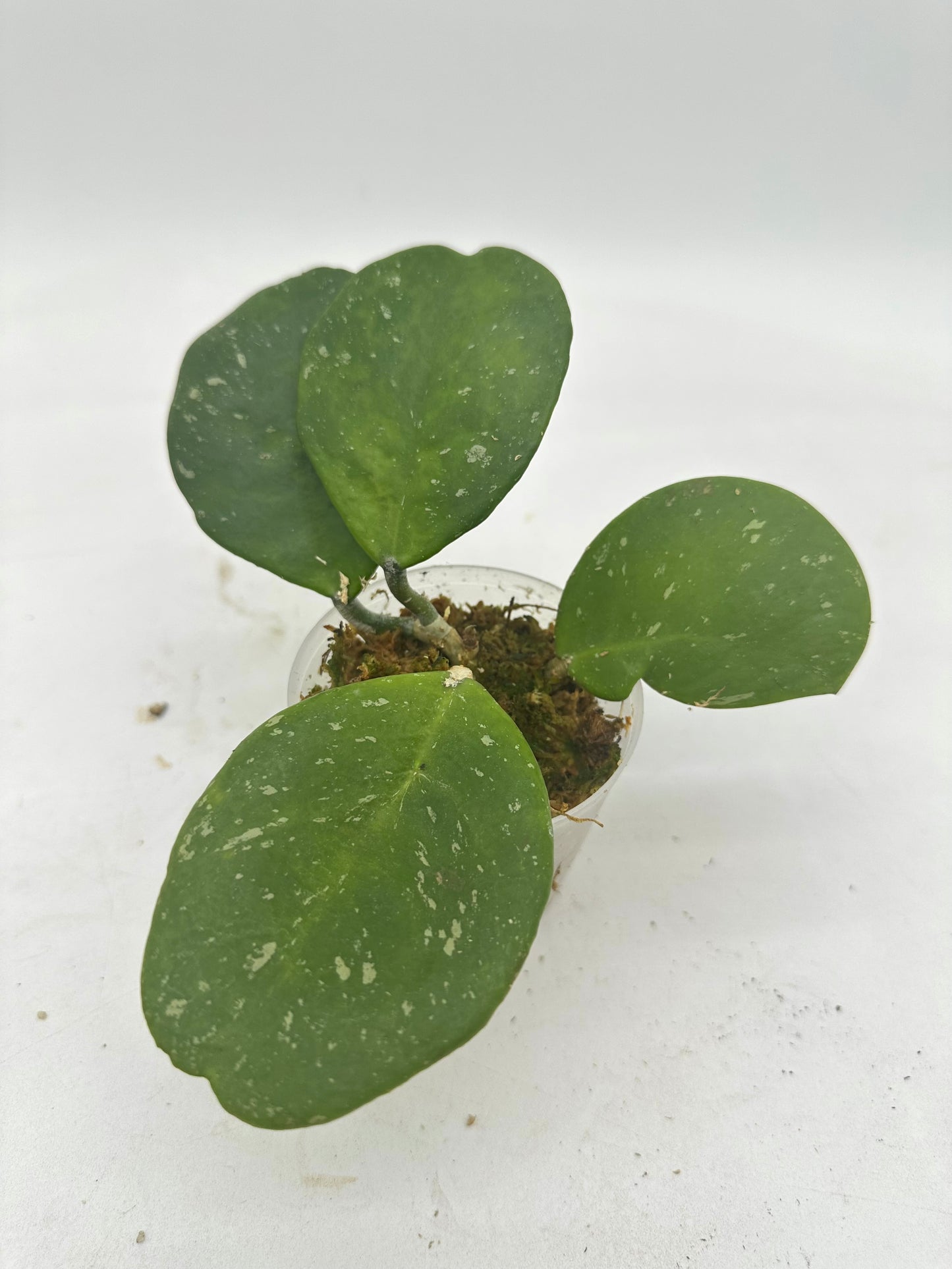Hoya Obovata Splash