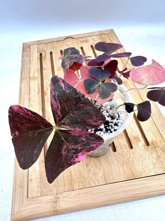 Oxalis Triangularis Pink Variegated