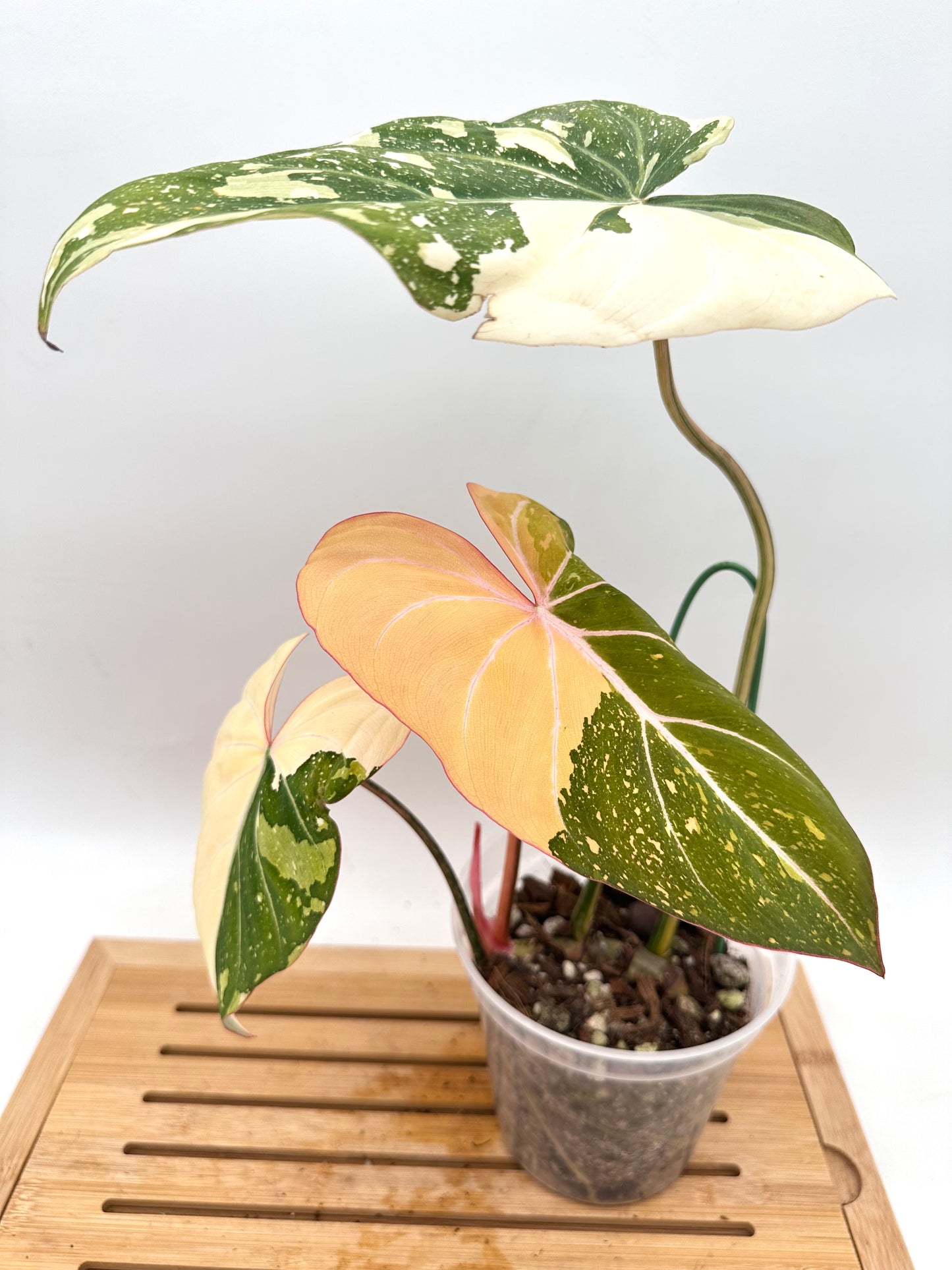 Philodendron Gloriosum Variegated - Good Size
