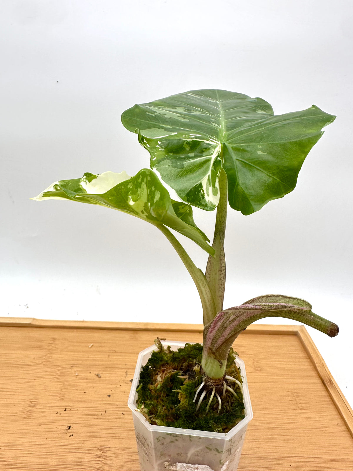 Alocasia Low Rider Albo Variegated