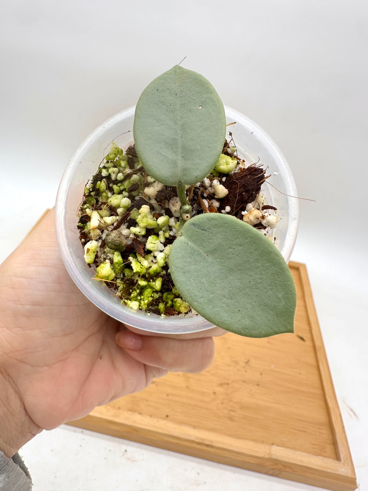 Hoya ‘Grey Fairy’