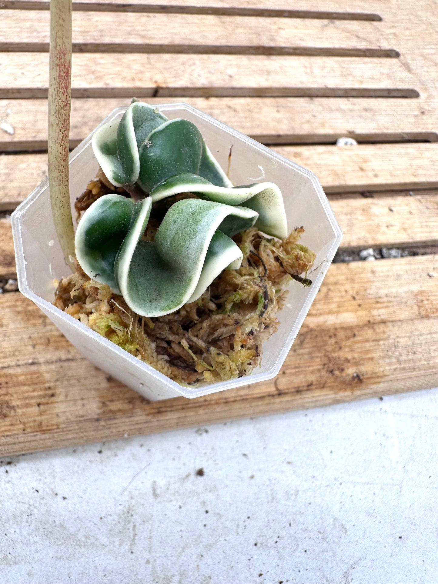 Hoya Hindu Rope Albomarginata - Clearance Sale 💚