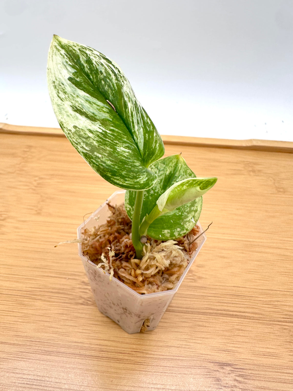 Scindapsus Treubii Moonlight White Marble Variegated
