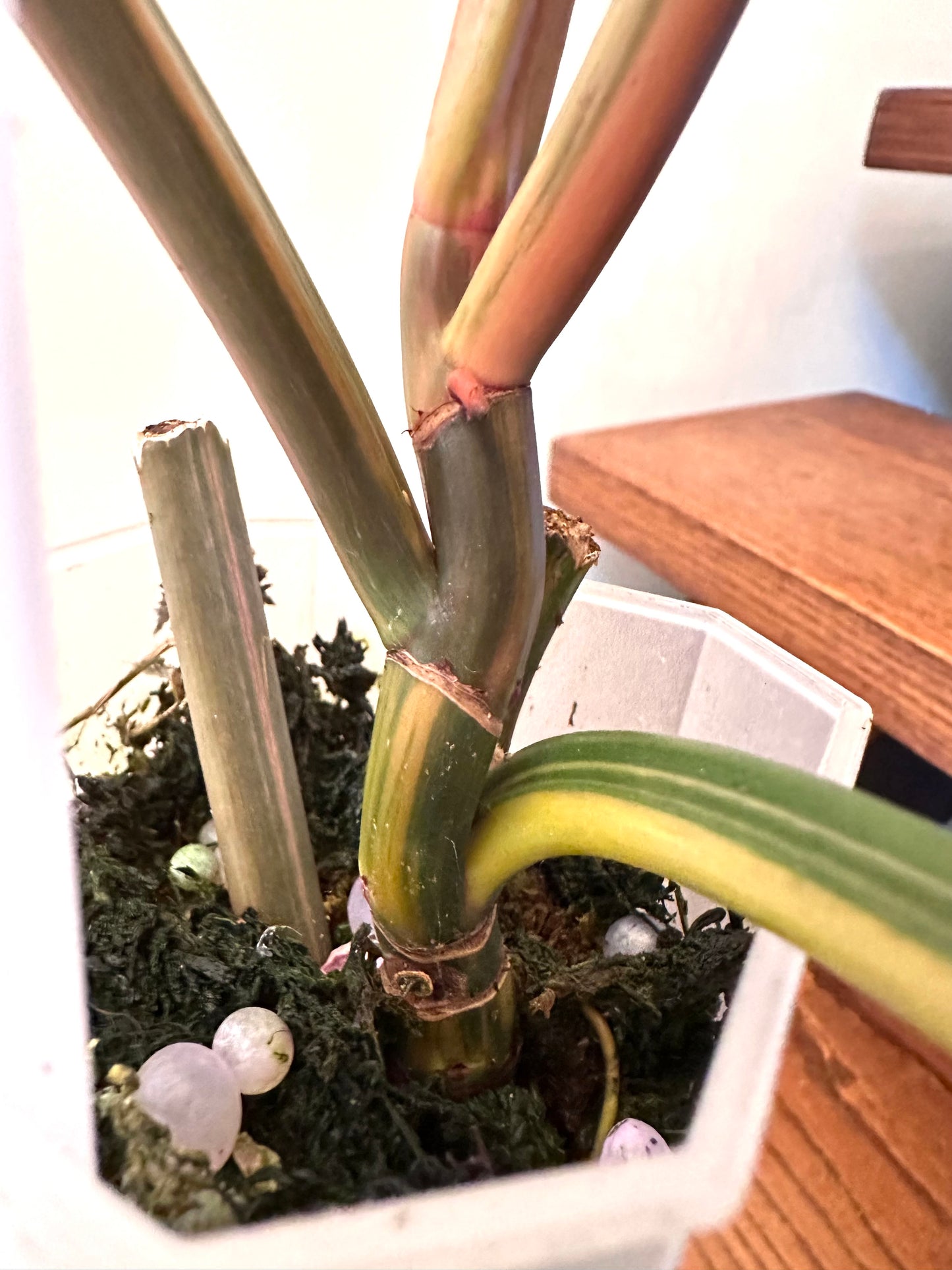 Philodendron Caramel Marble 03 - Grown From Top Cutting