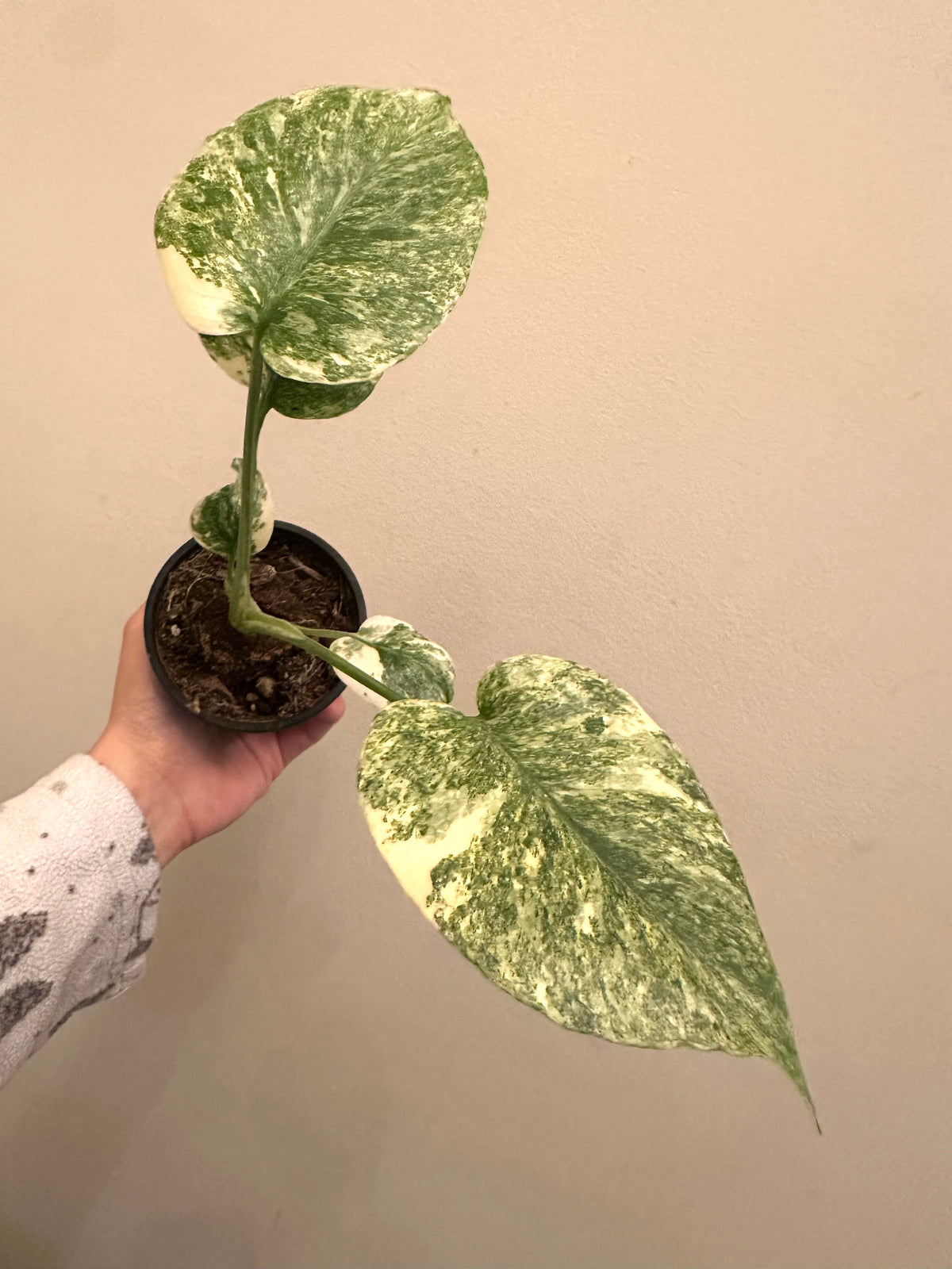 Monstera Legacy B